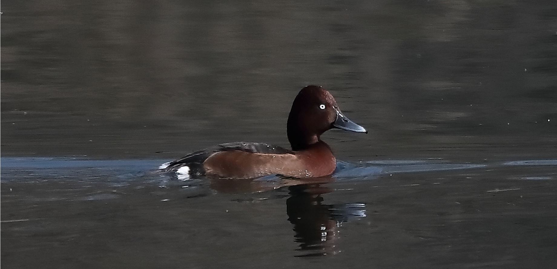 moretta tabaccata 14-03-2022