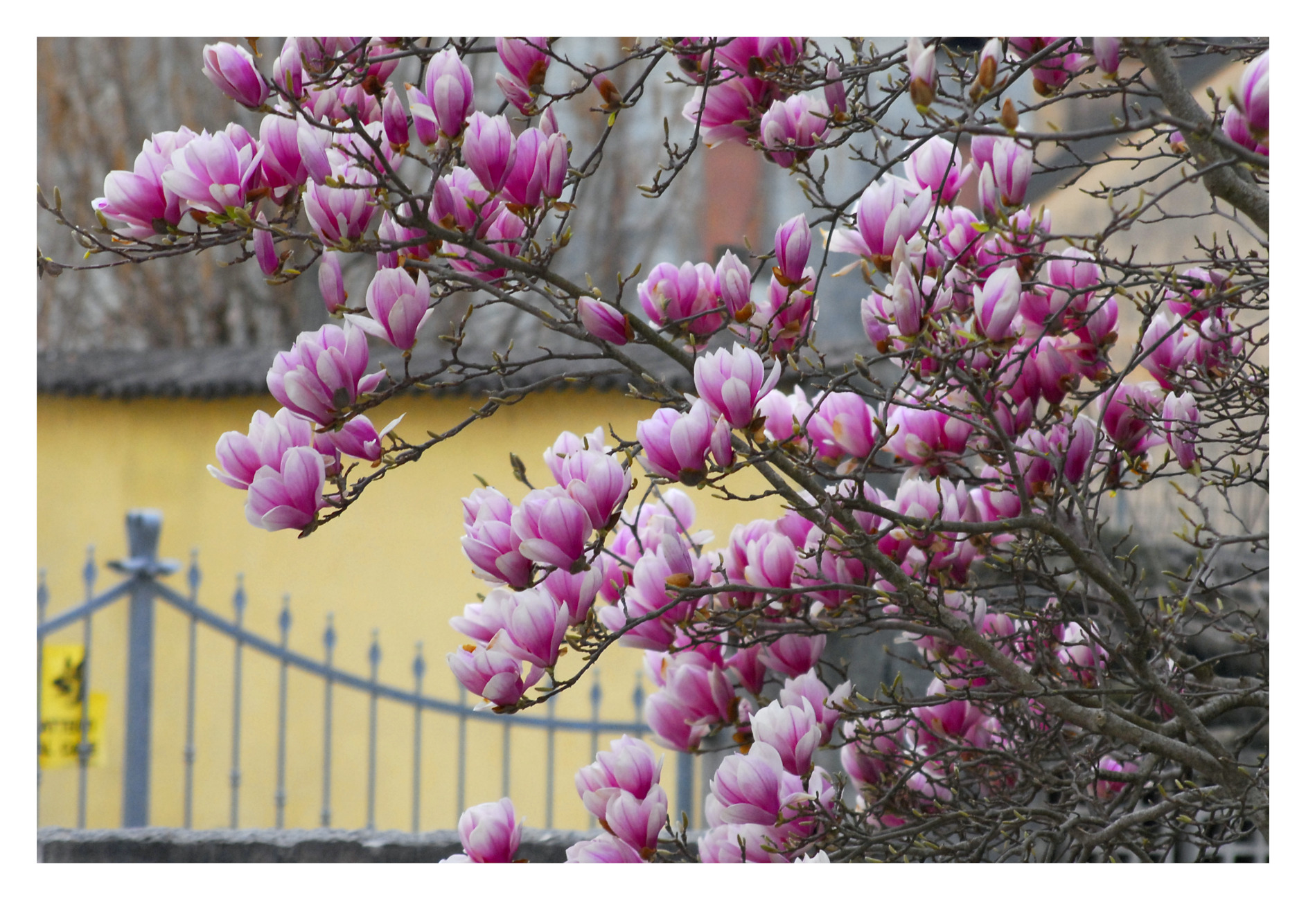 Fioritura primaverile.
