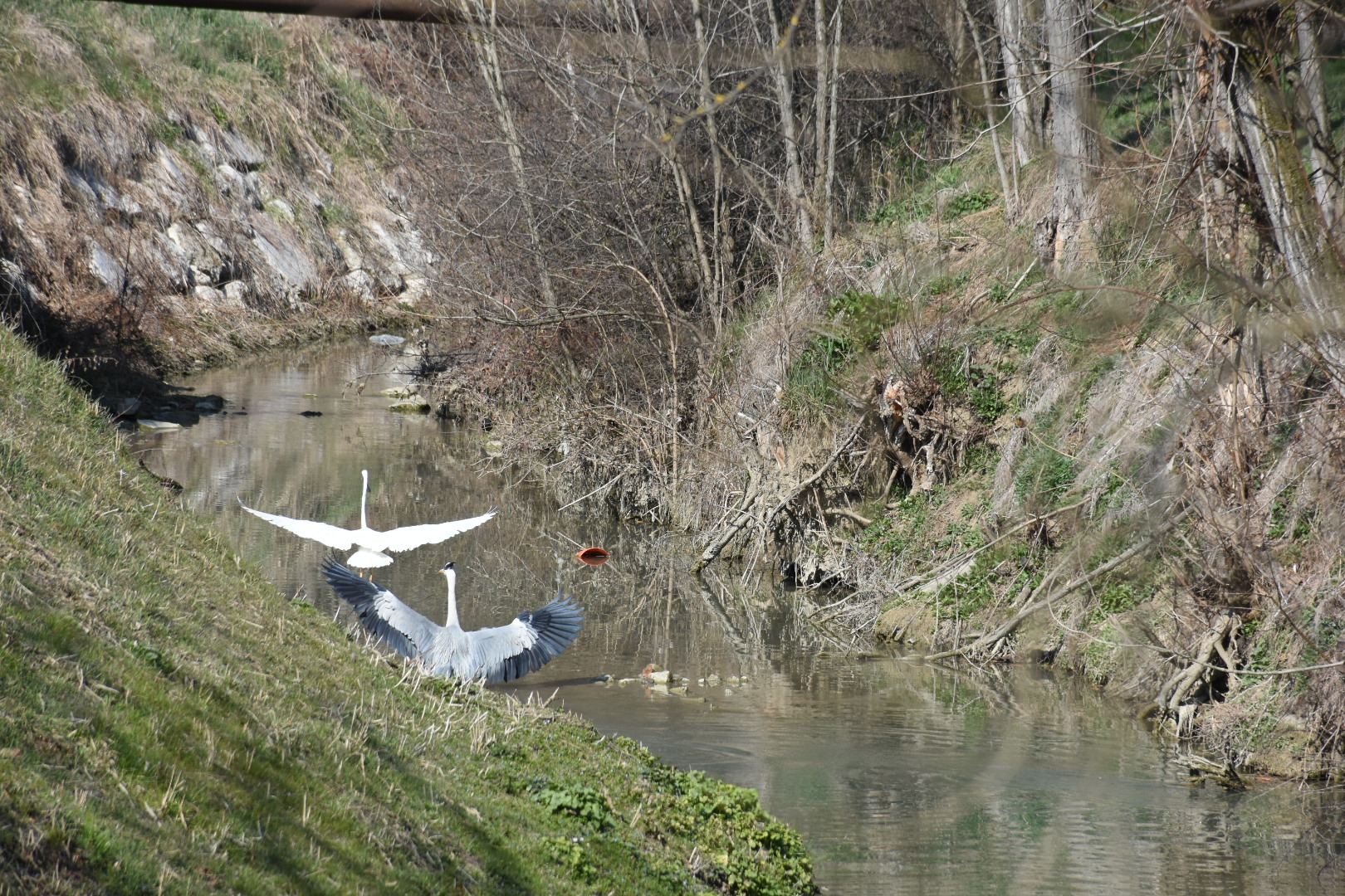 Herons