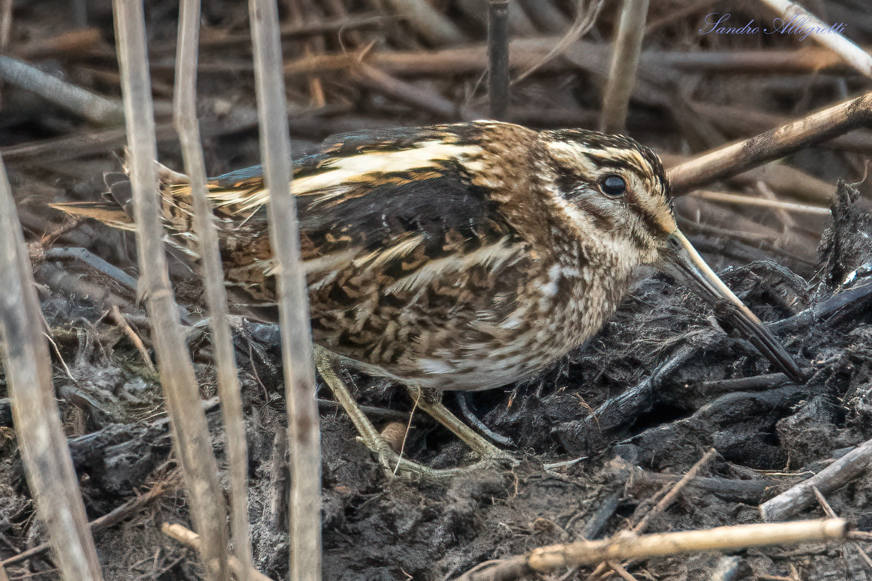 Il frullino (Lymnocryptes minimus)