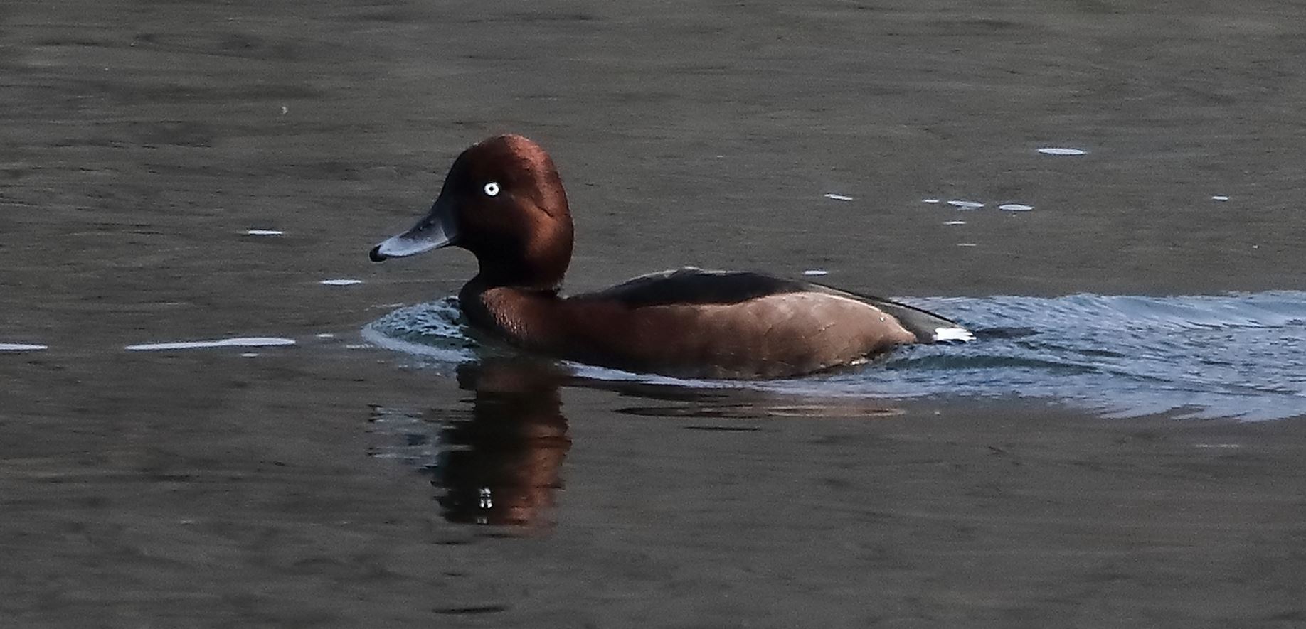 moretta tabaccata 14-03-2022