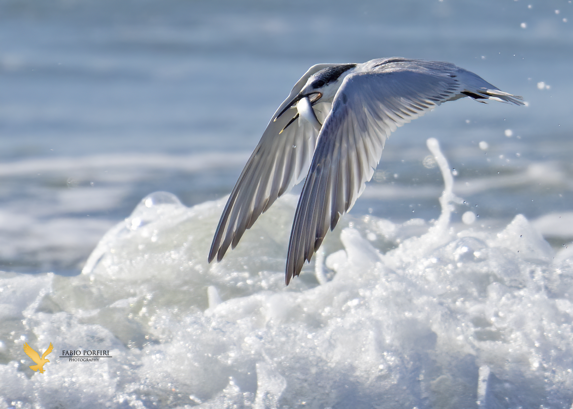 tra le onde .... beccapesci