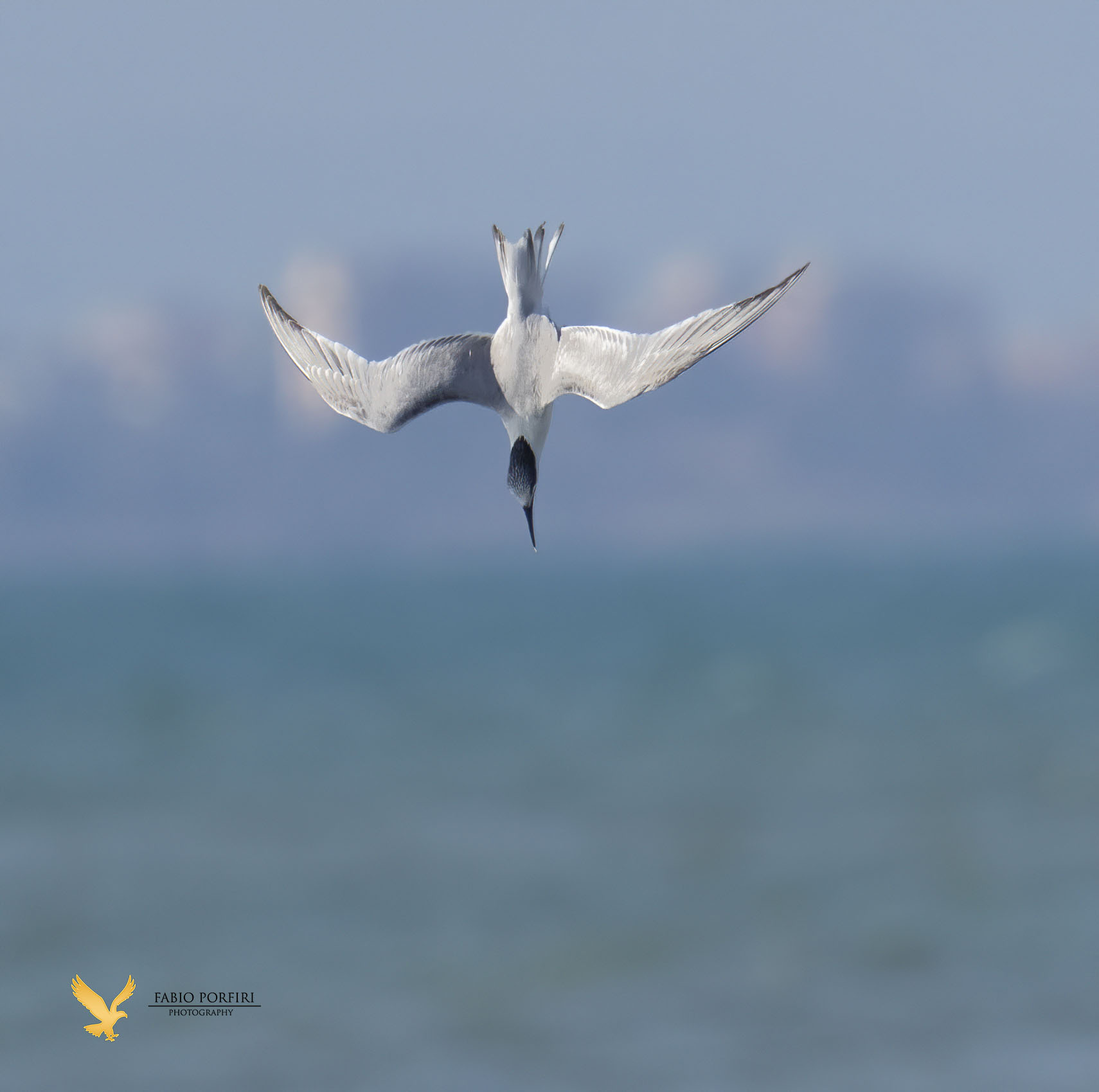 swooping ... sandwich tern