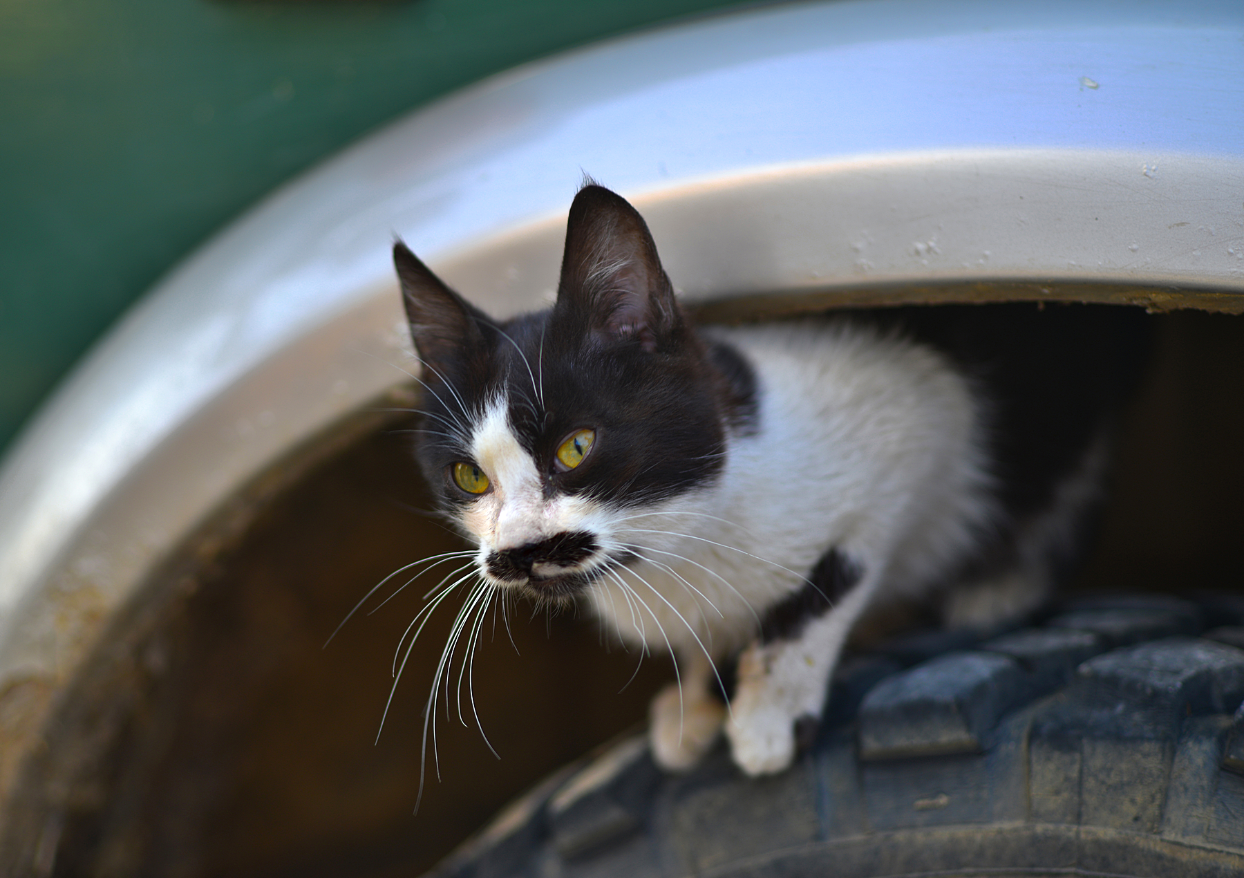 Chaplin esci fuori di lì...