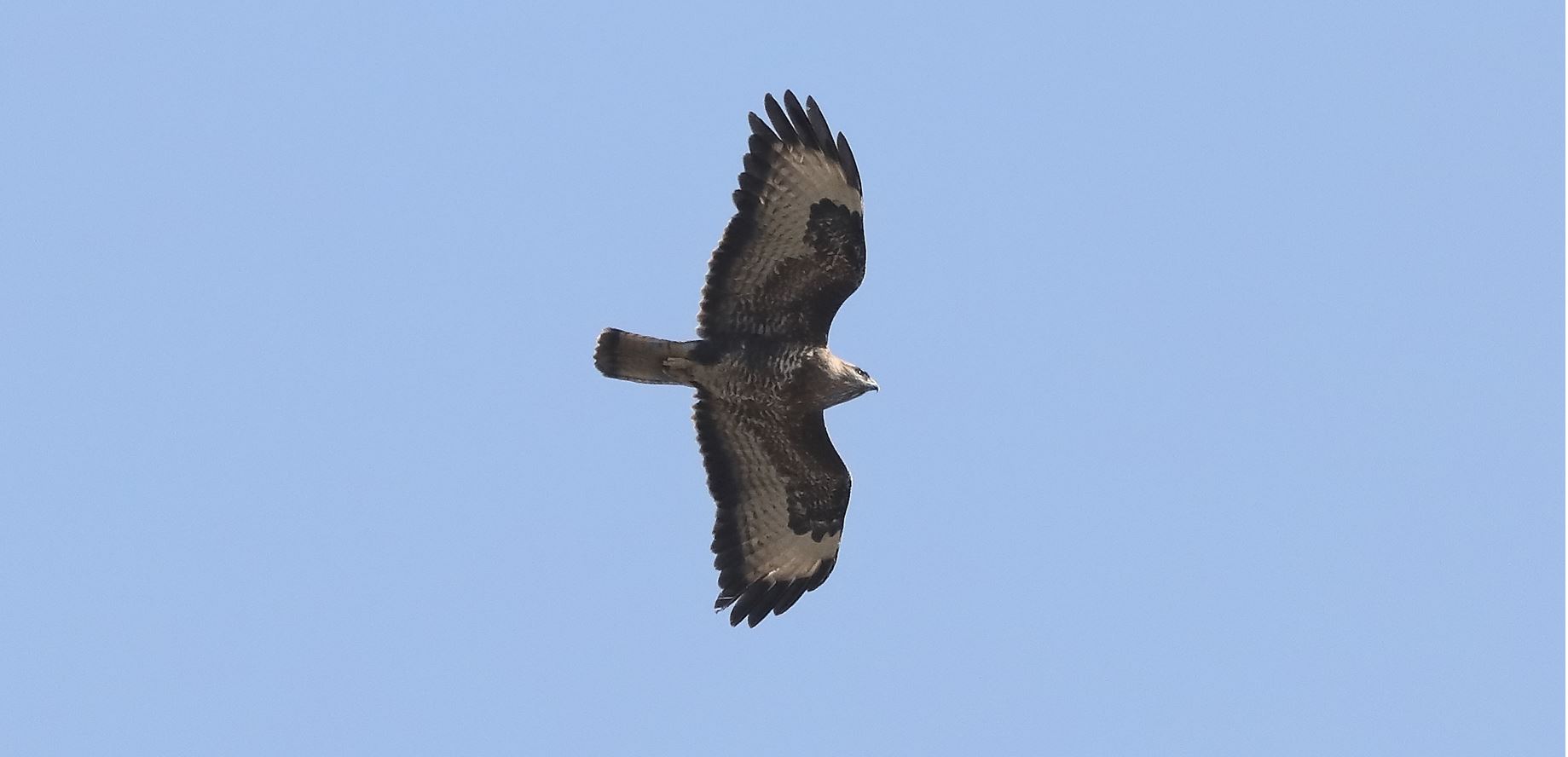 buzzard 10-03-2022
