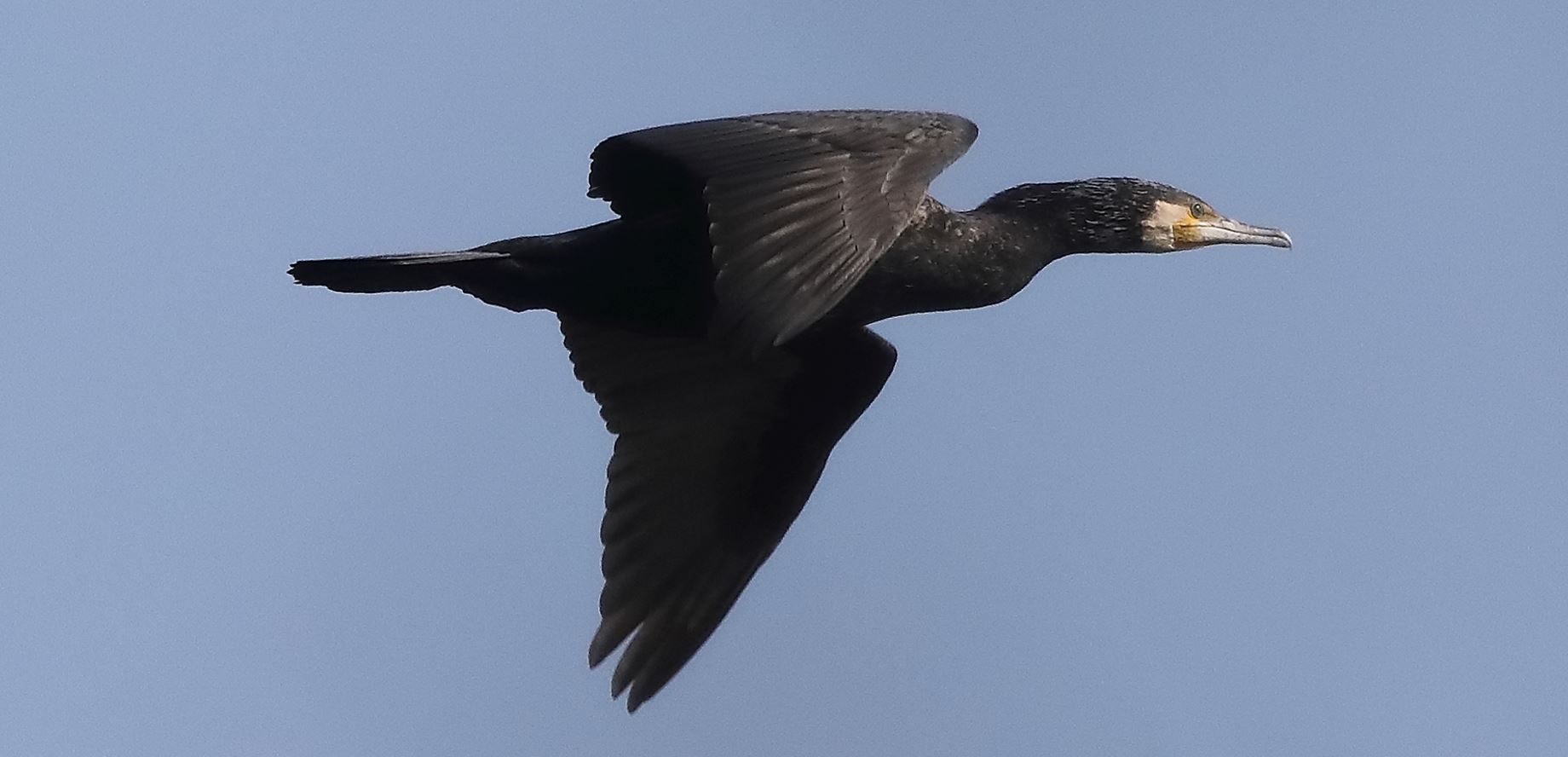 cormorant 14-03-2022