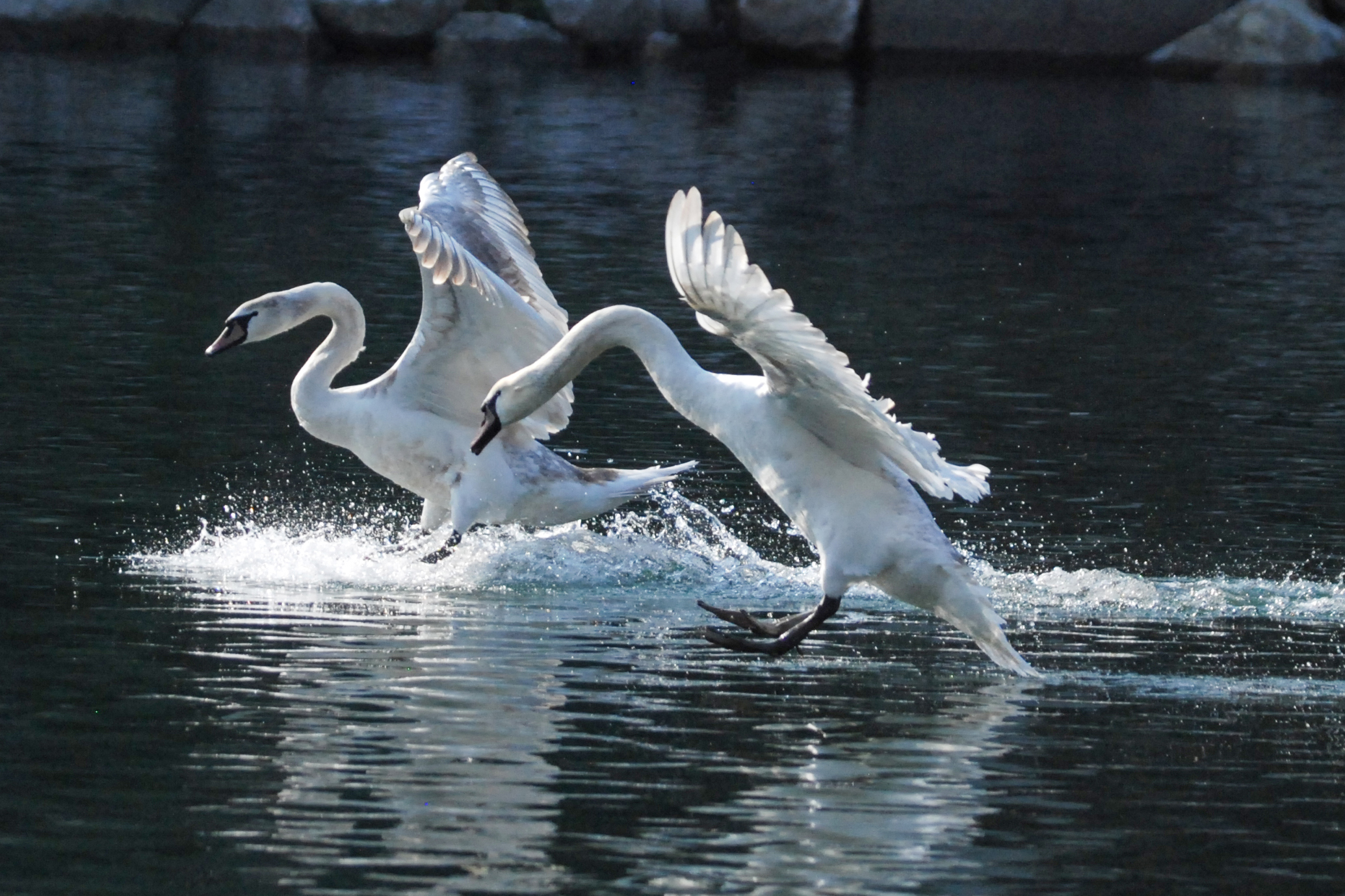 SWANS
