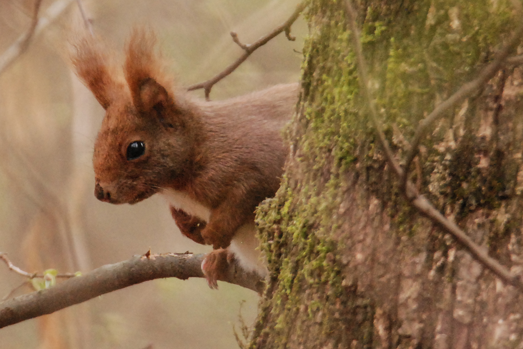 RED SQUIRREL
