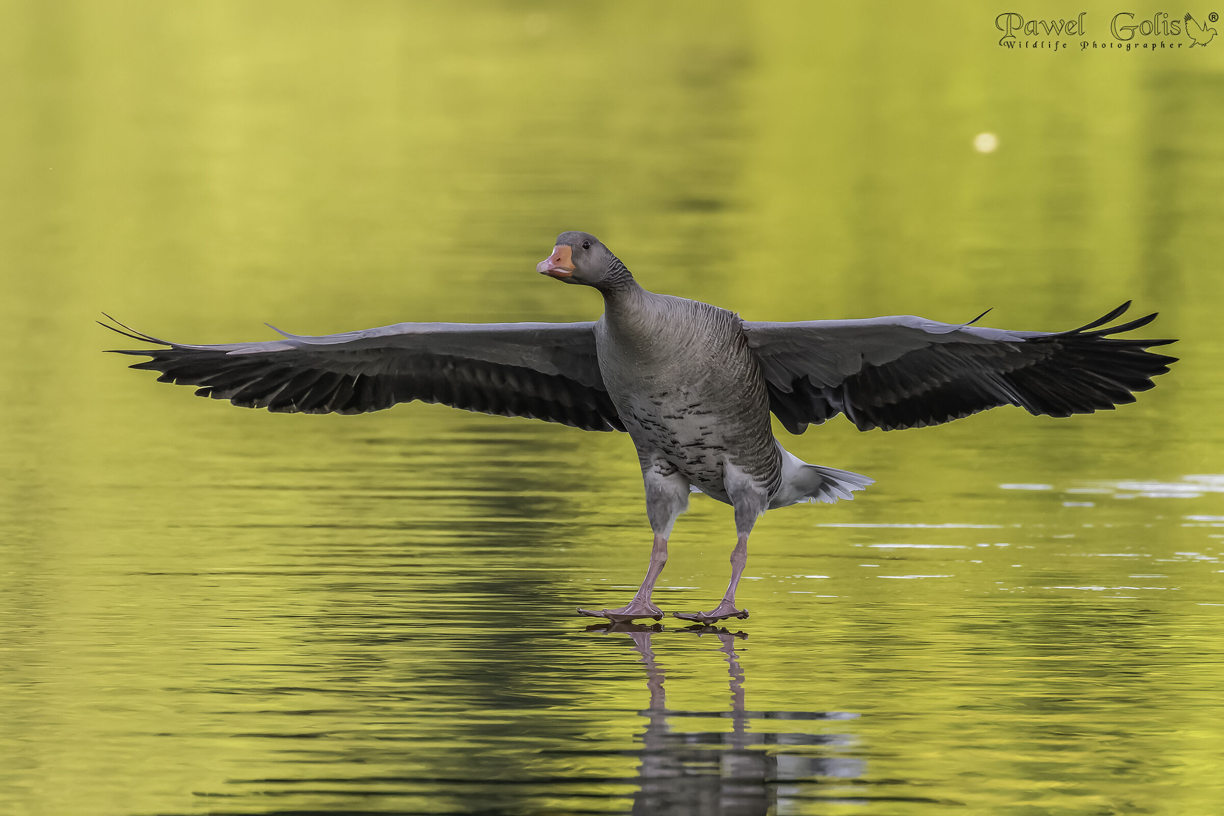 Oca Greylag (Anser anser)