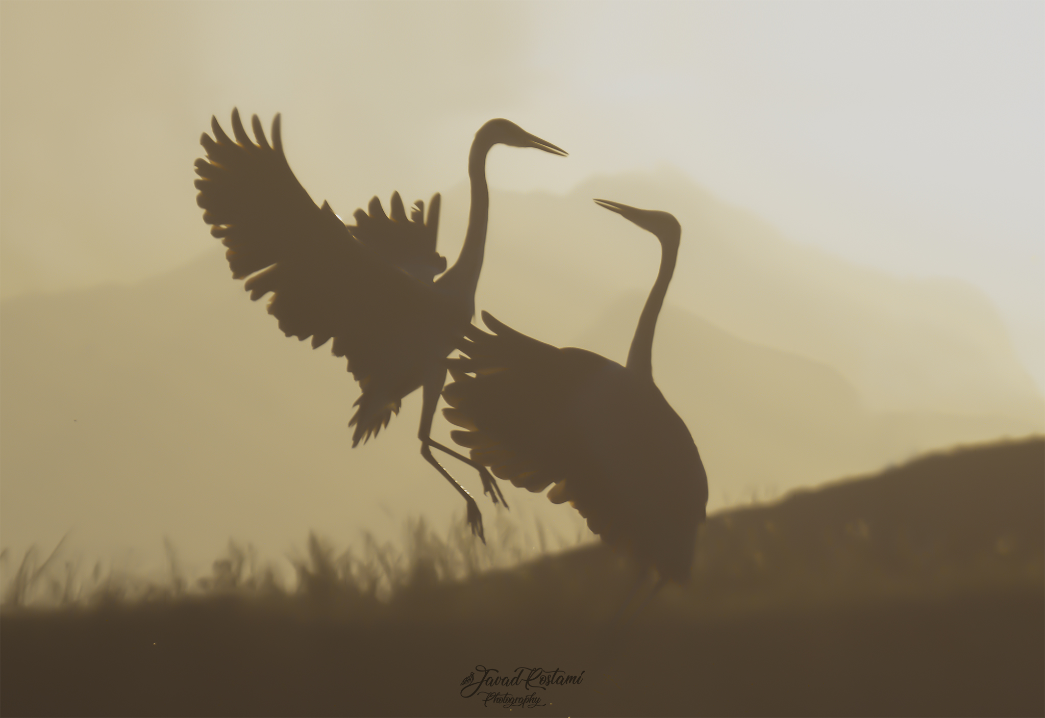 "Fights for better habitat"