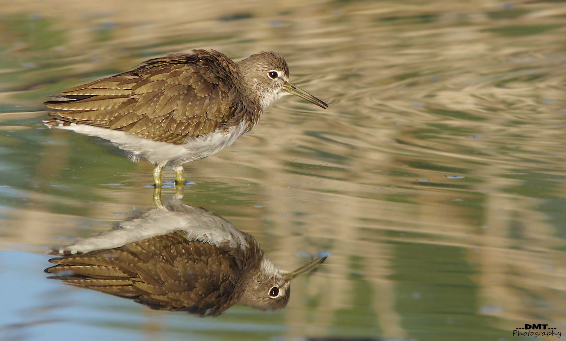 Sandpiper wheatear