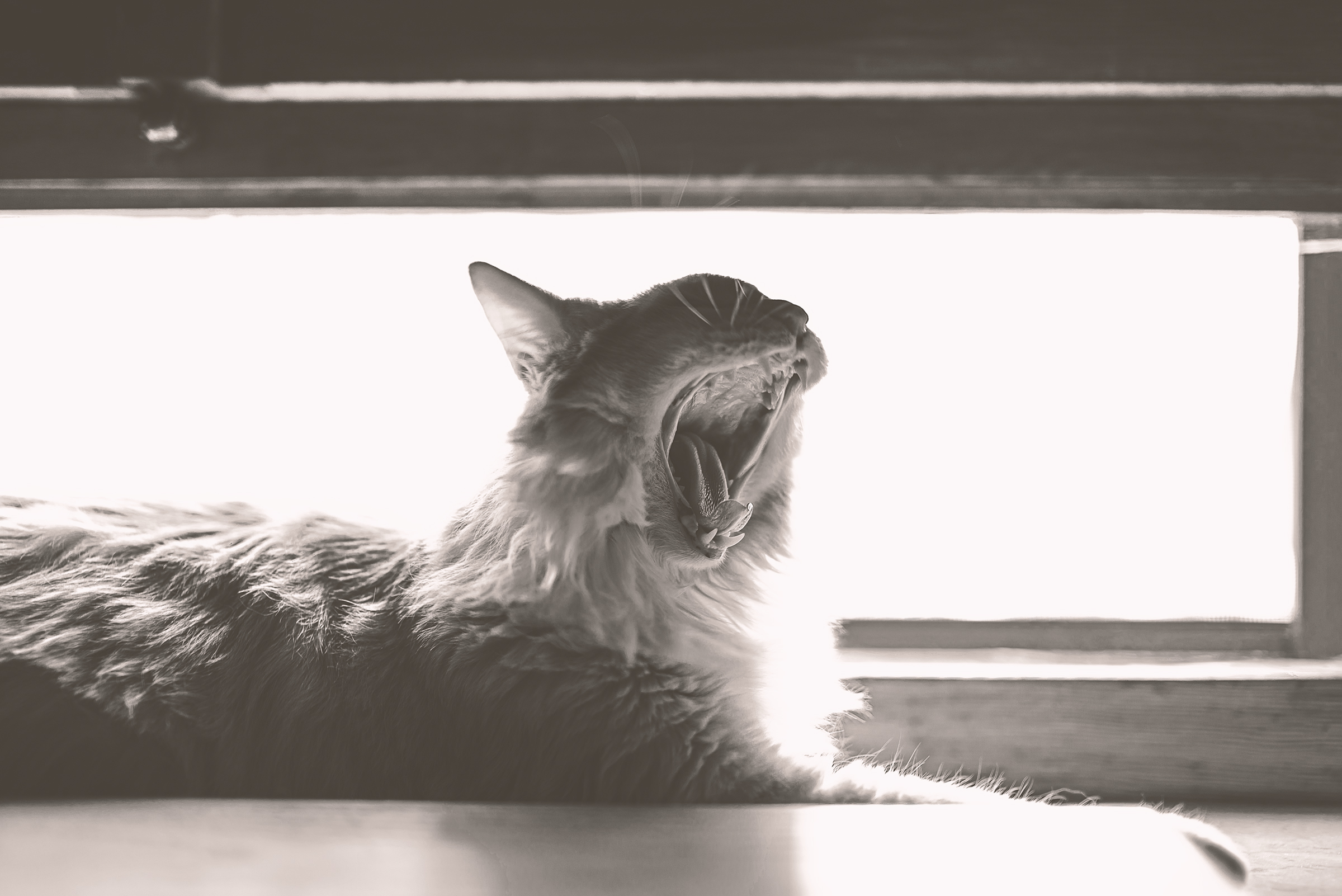 Wild Micio Thing, BW 1