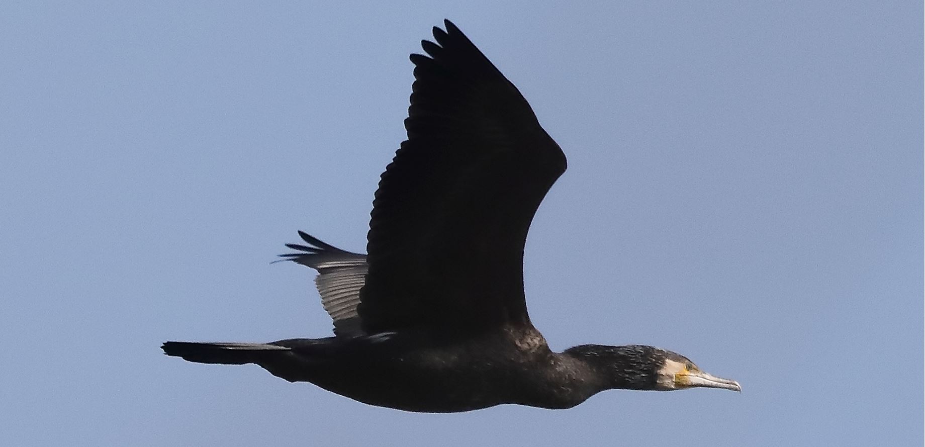 cormorant 14-03-2022