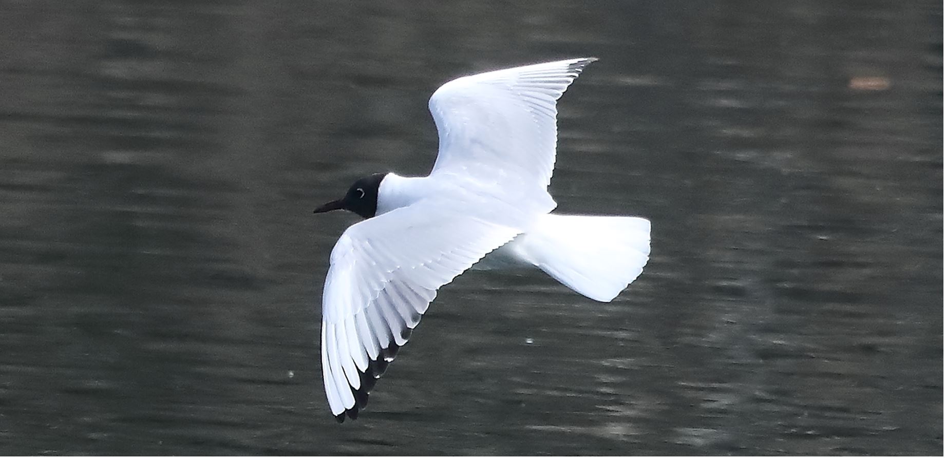 terrestrial gull 14-03-2022