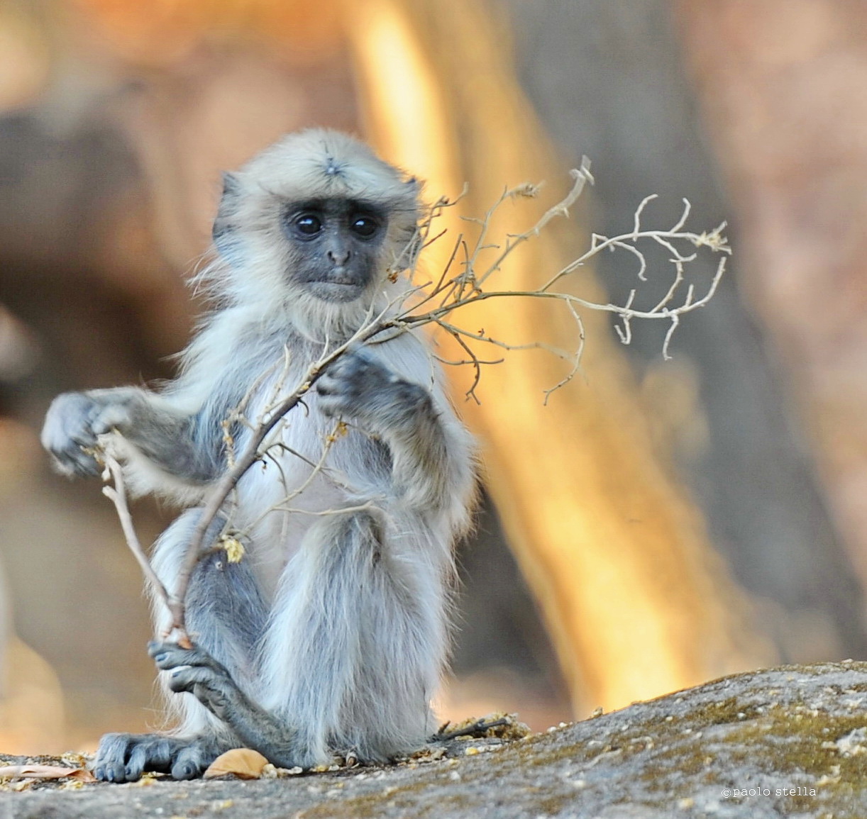 baby langur