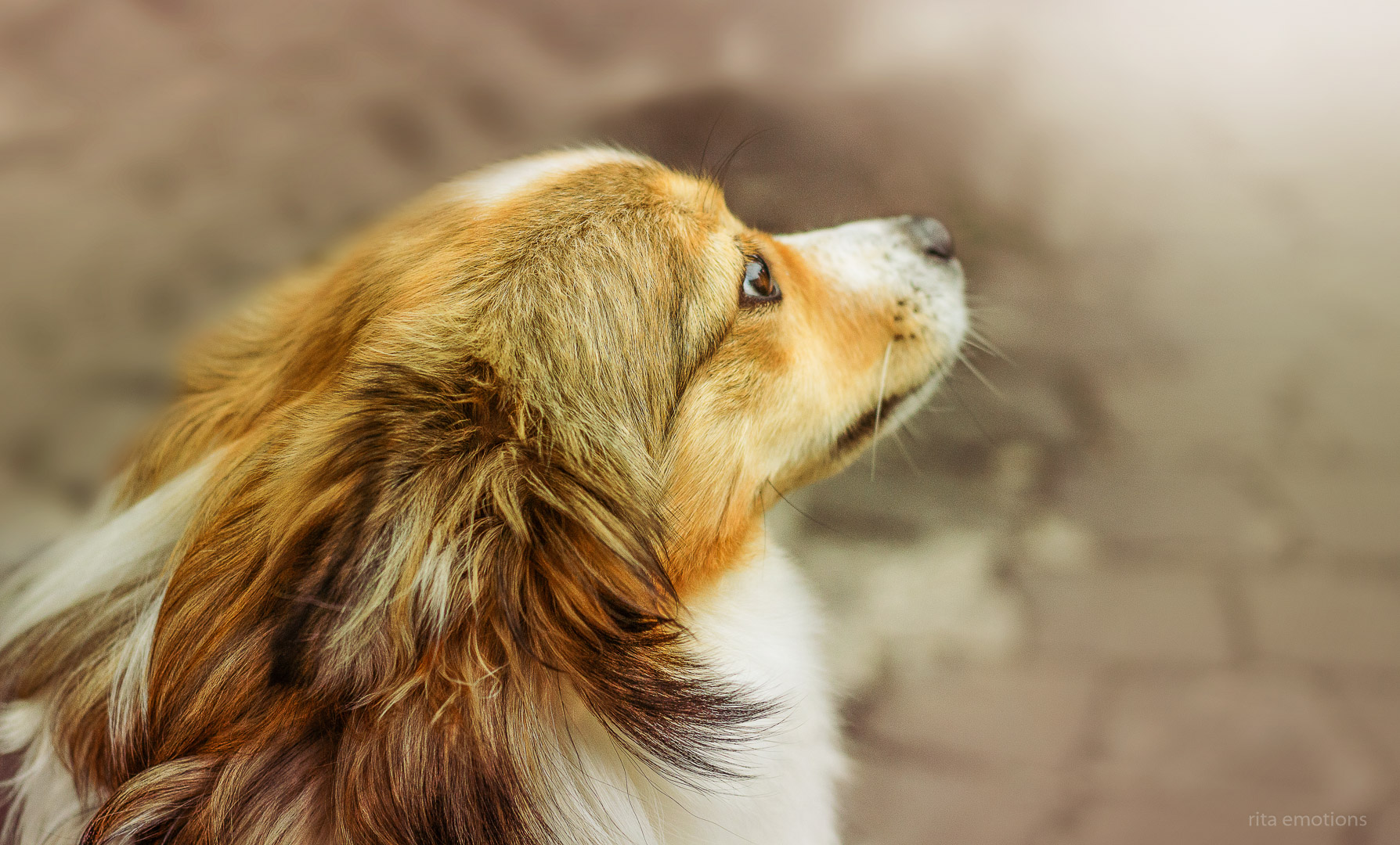What do you feel when you're with your dog