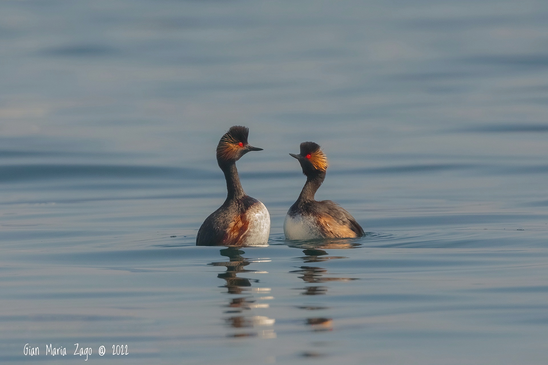 The courtship parade of the small grebe.