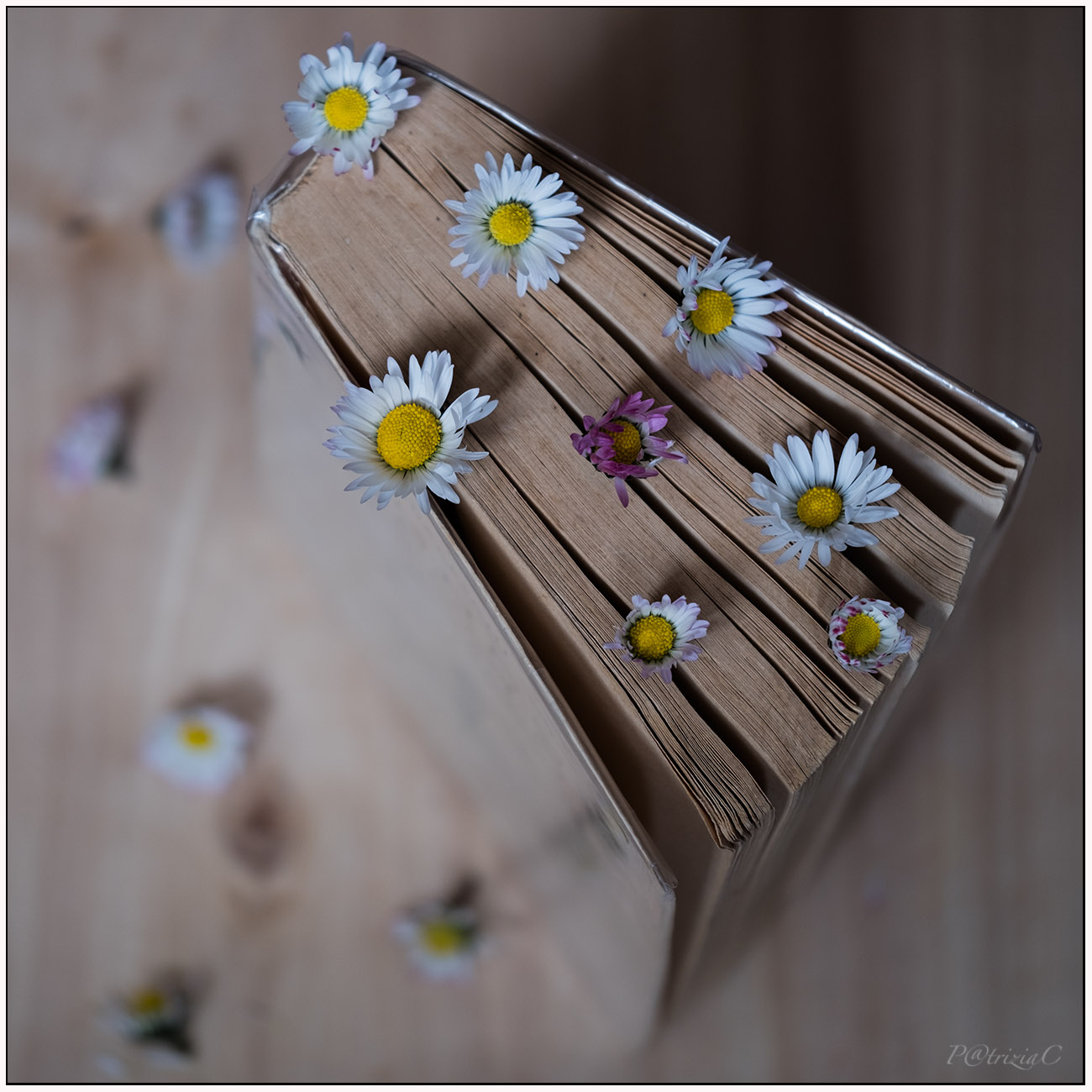 __sfoglio pensieri  , sognando margherite__ cit.