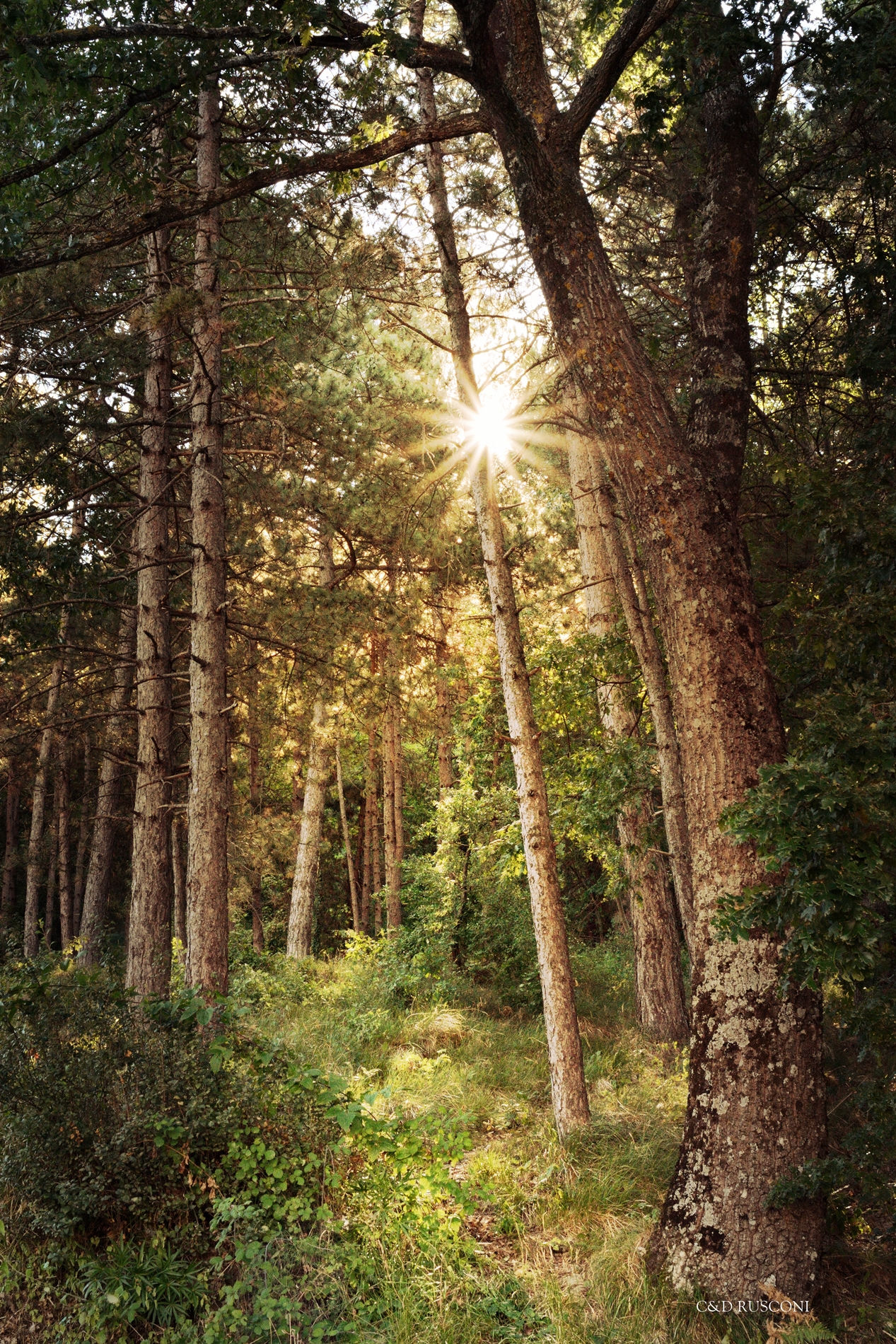 Un sentiero nel bosco