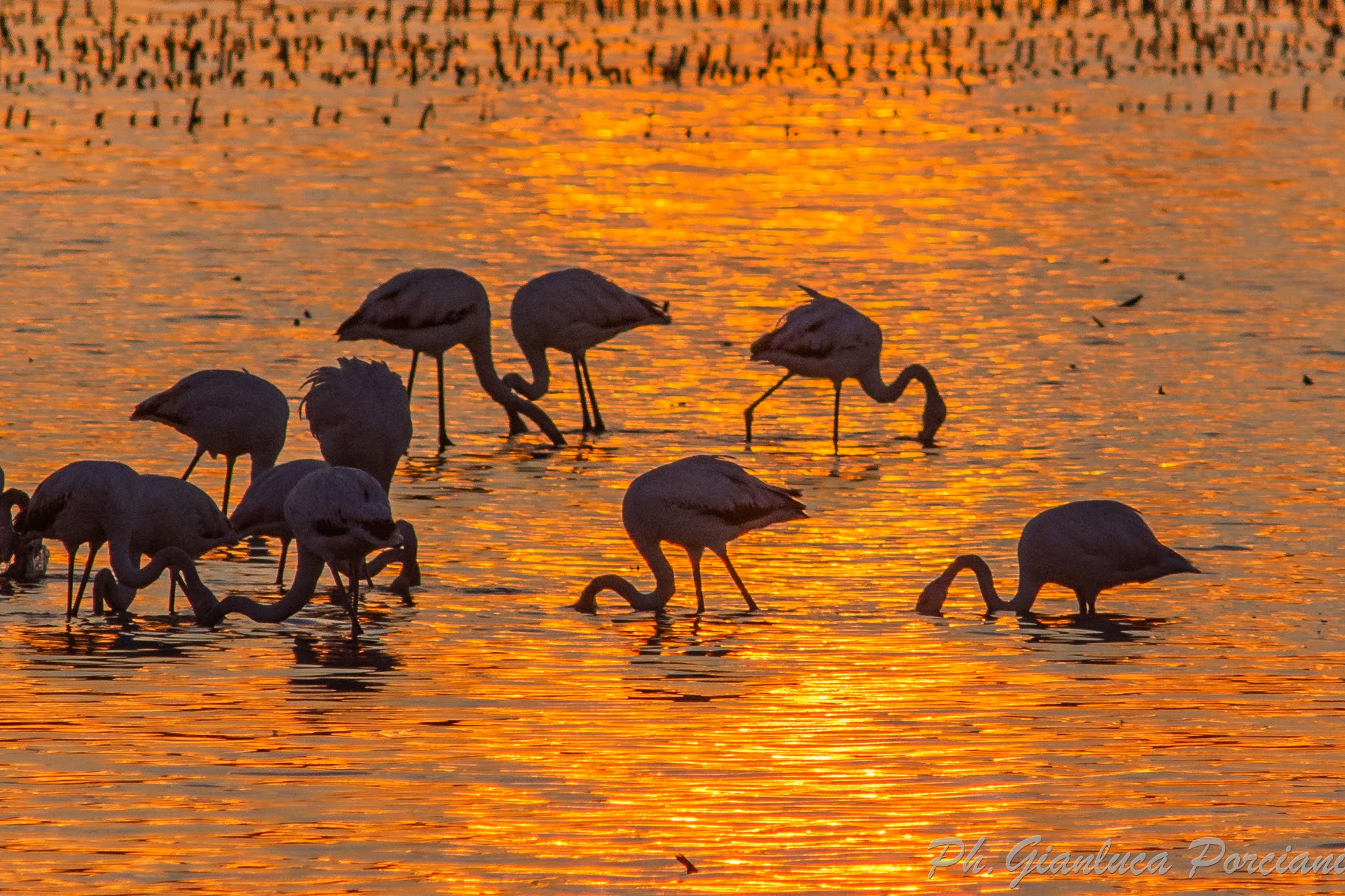 Flamingos ? at sunset