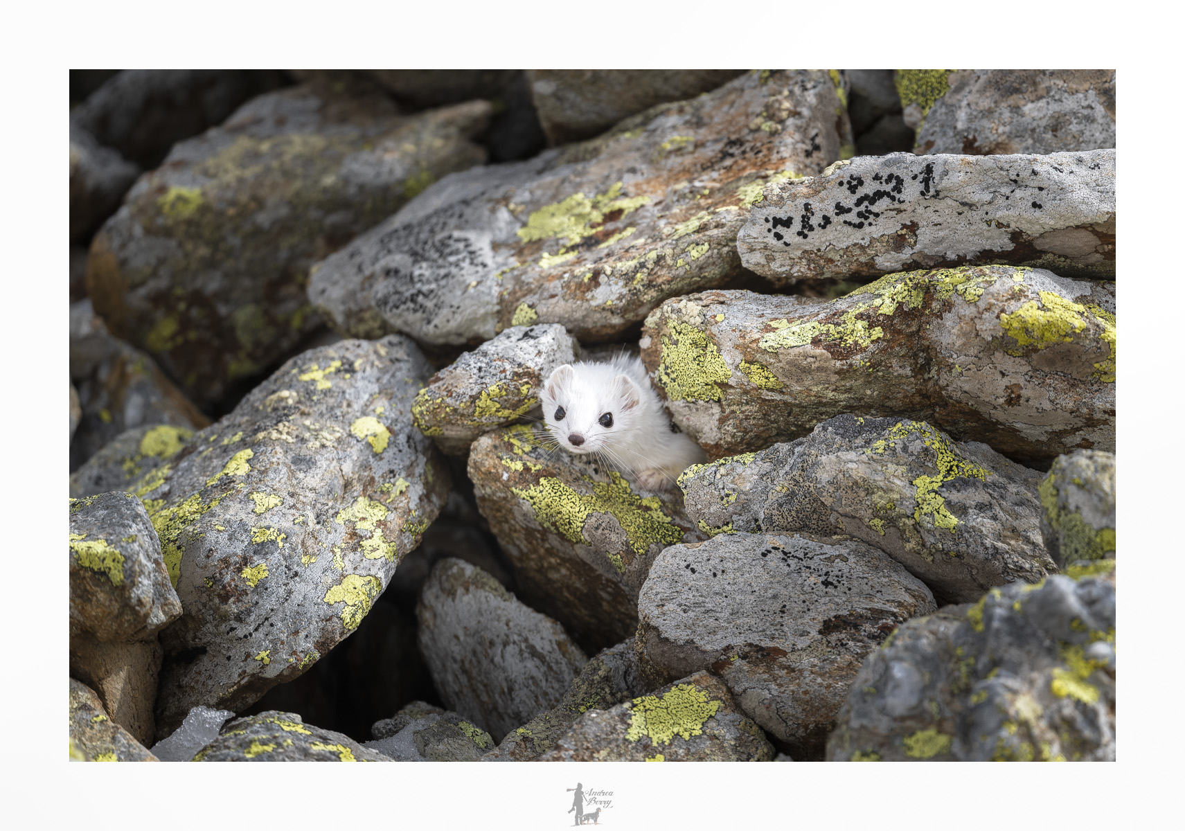 Hide-and-seek