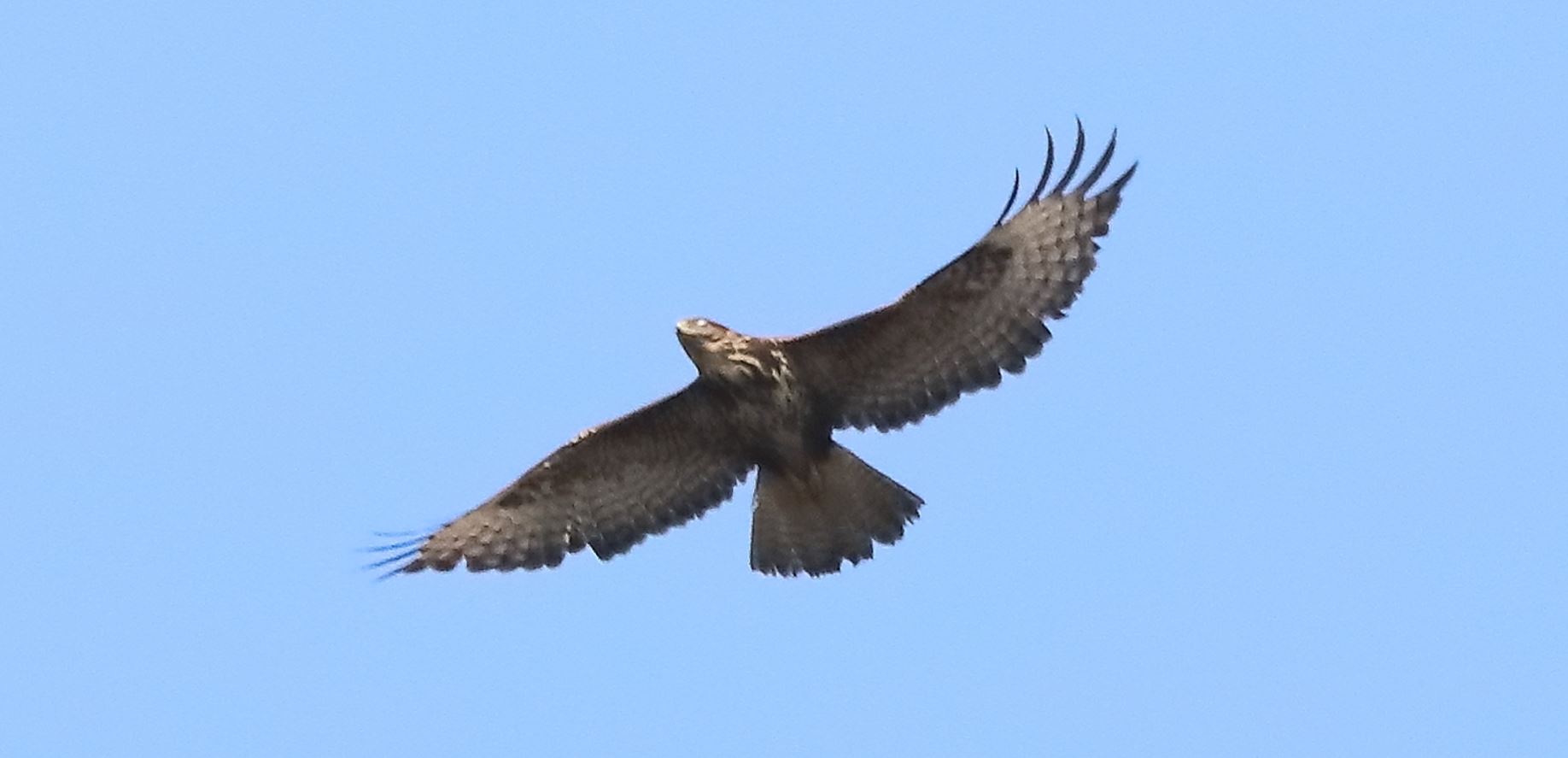 buzzard 10-03-2022