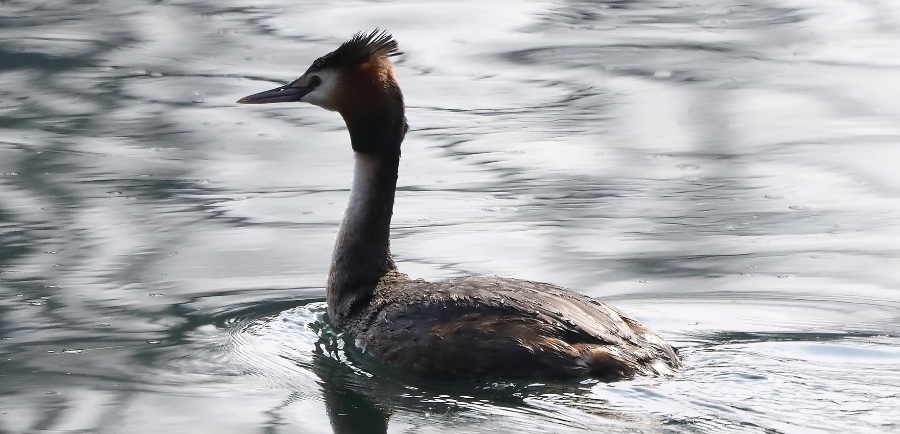 grebe 14-03-2022