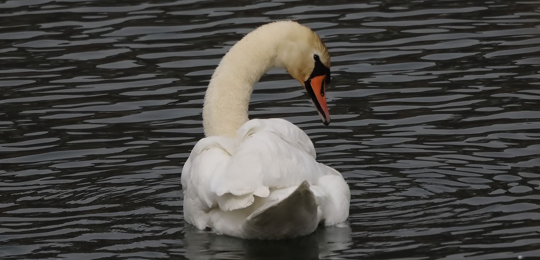 swan 16-03-2022