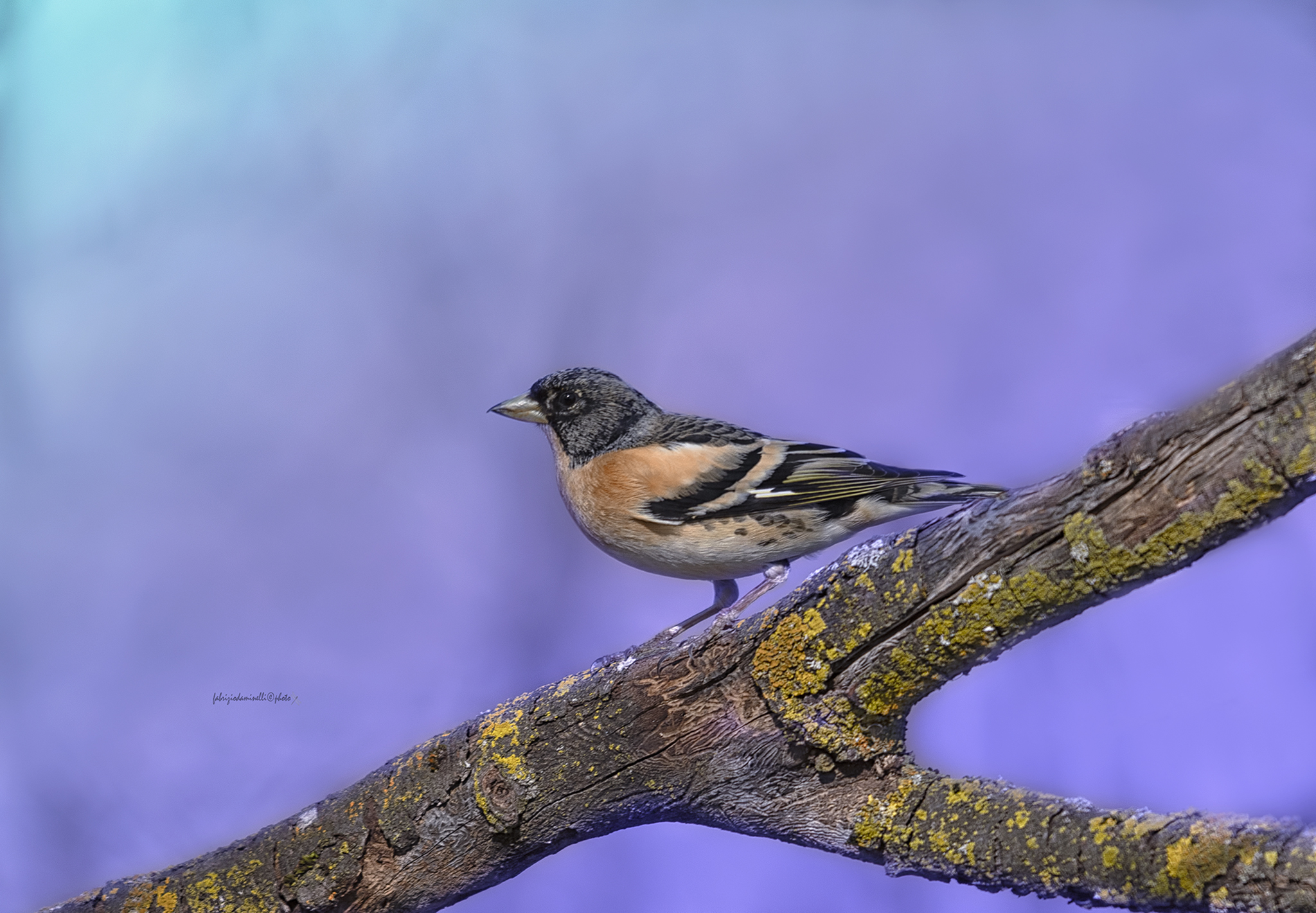 Peppola - Fringilla montifringilla