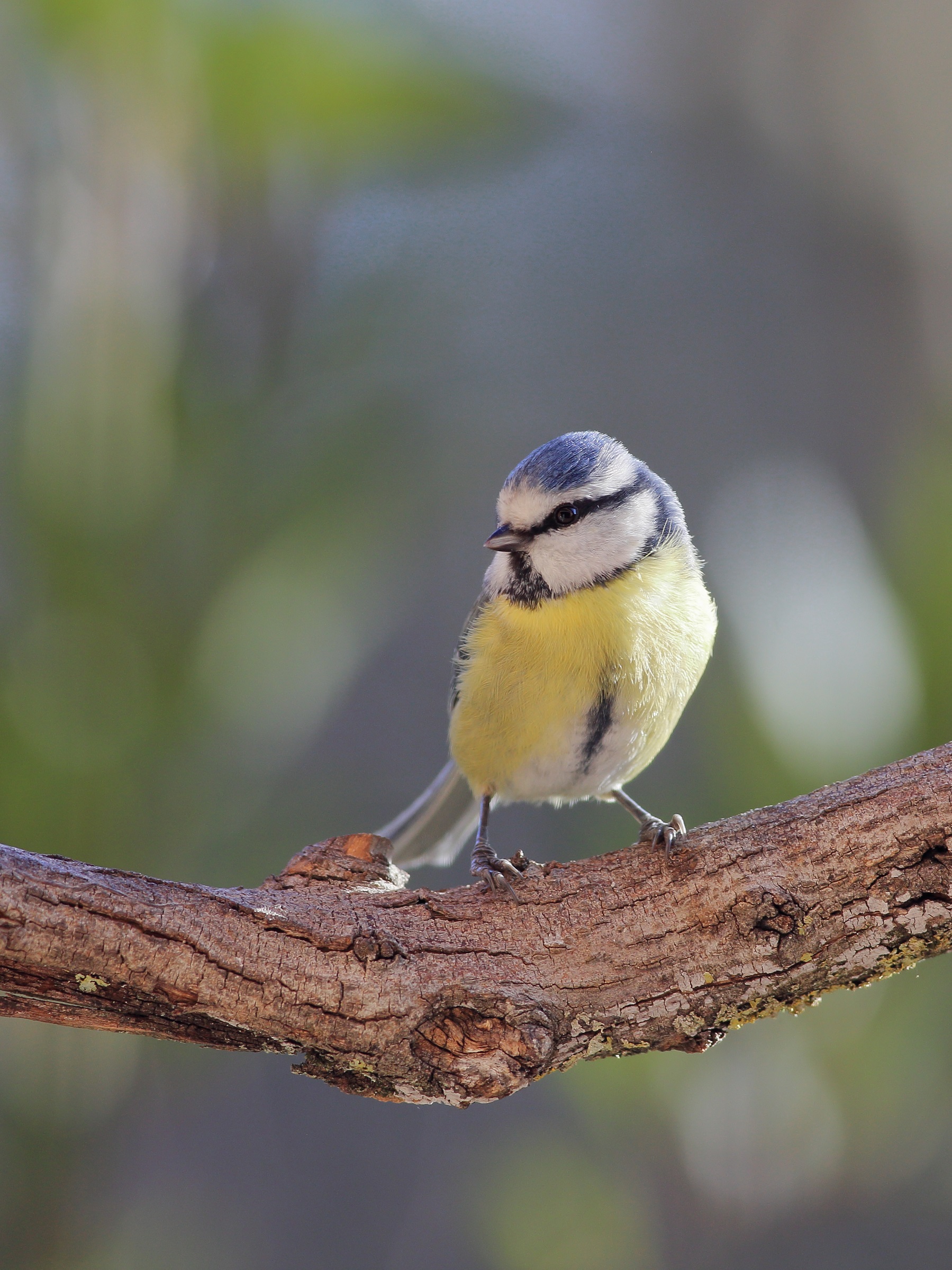 Parus caeruleus    cinciarella