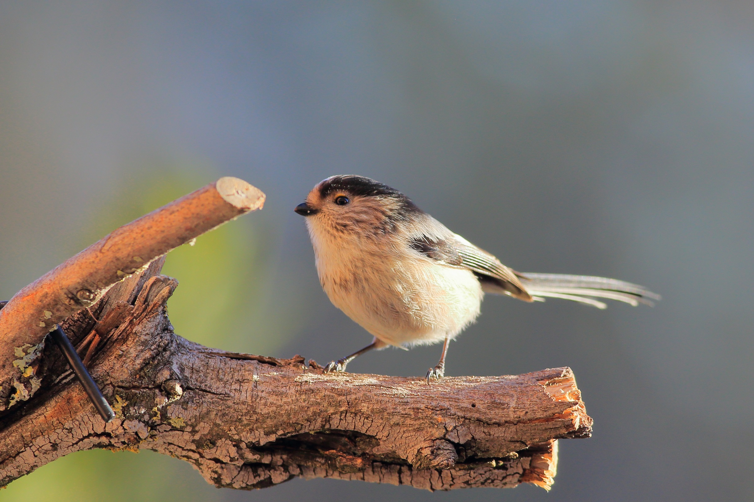 Aegithalos caudatus    codibugnolo