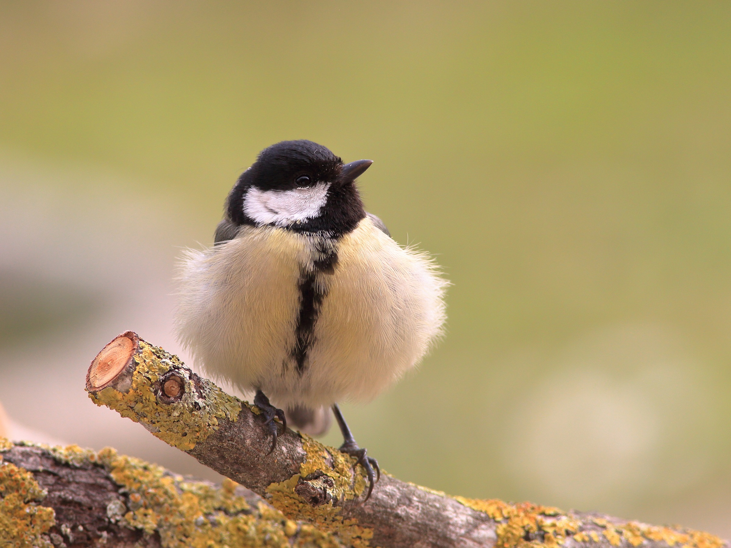 Parus major   cinciallegra