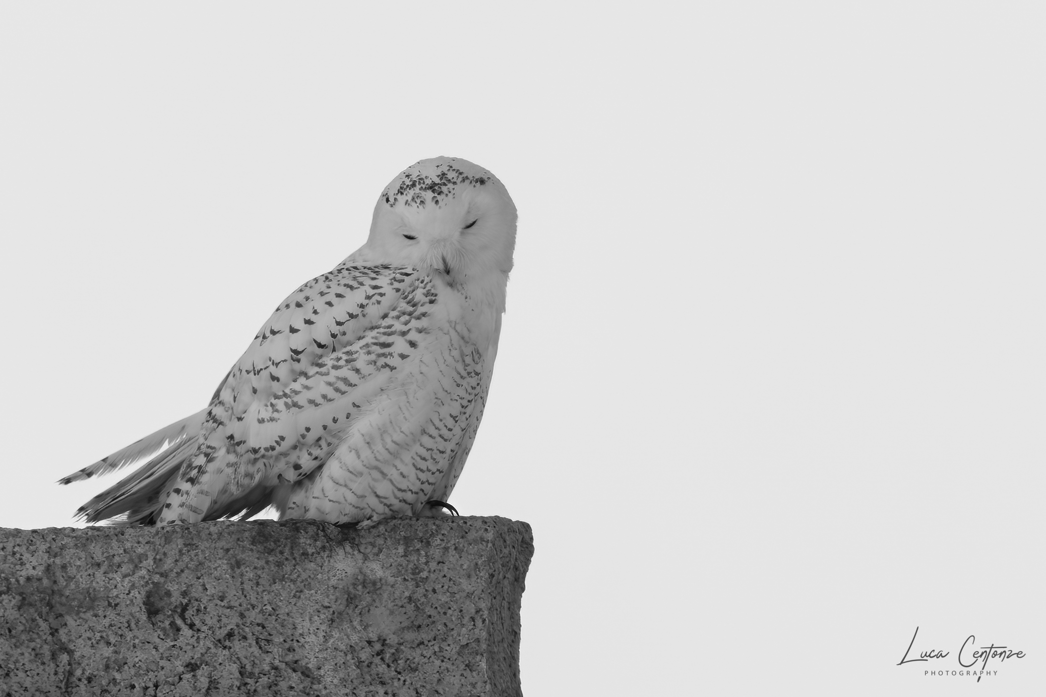 Snowy B&W (Bubo scandiacus)