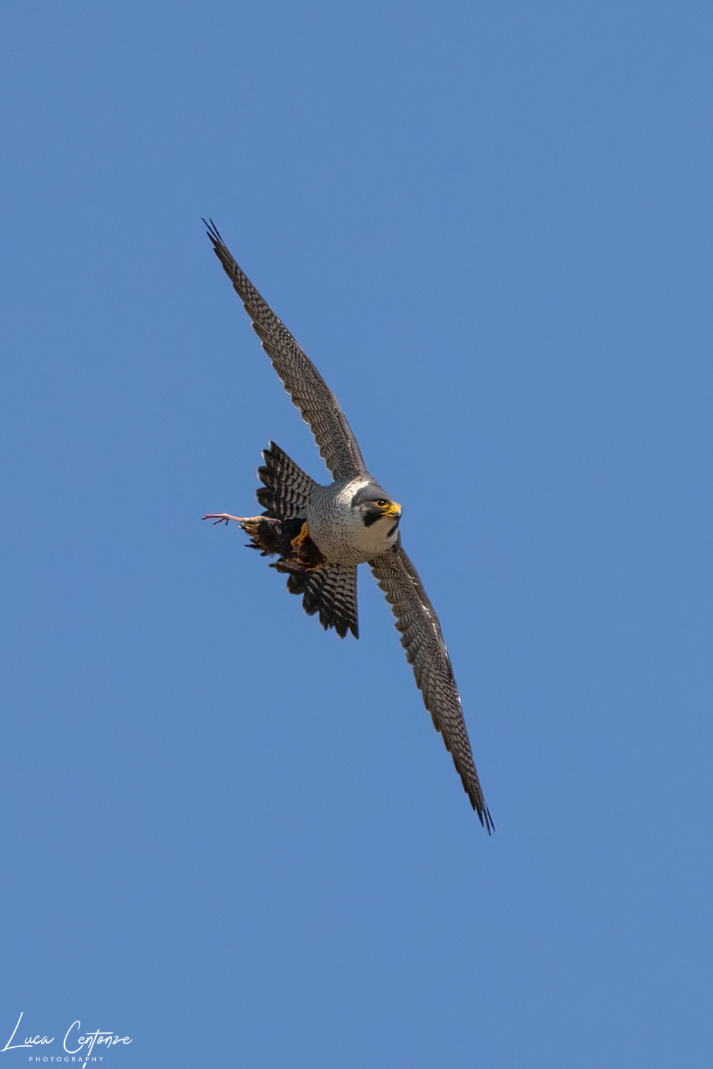Falco Pellegrino con preda.
