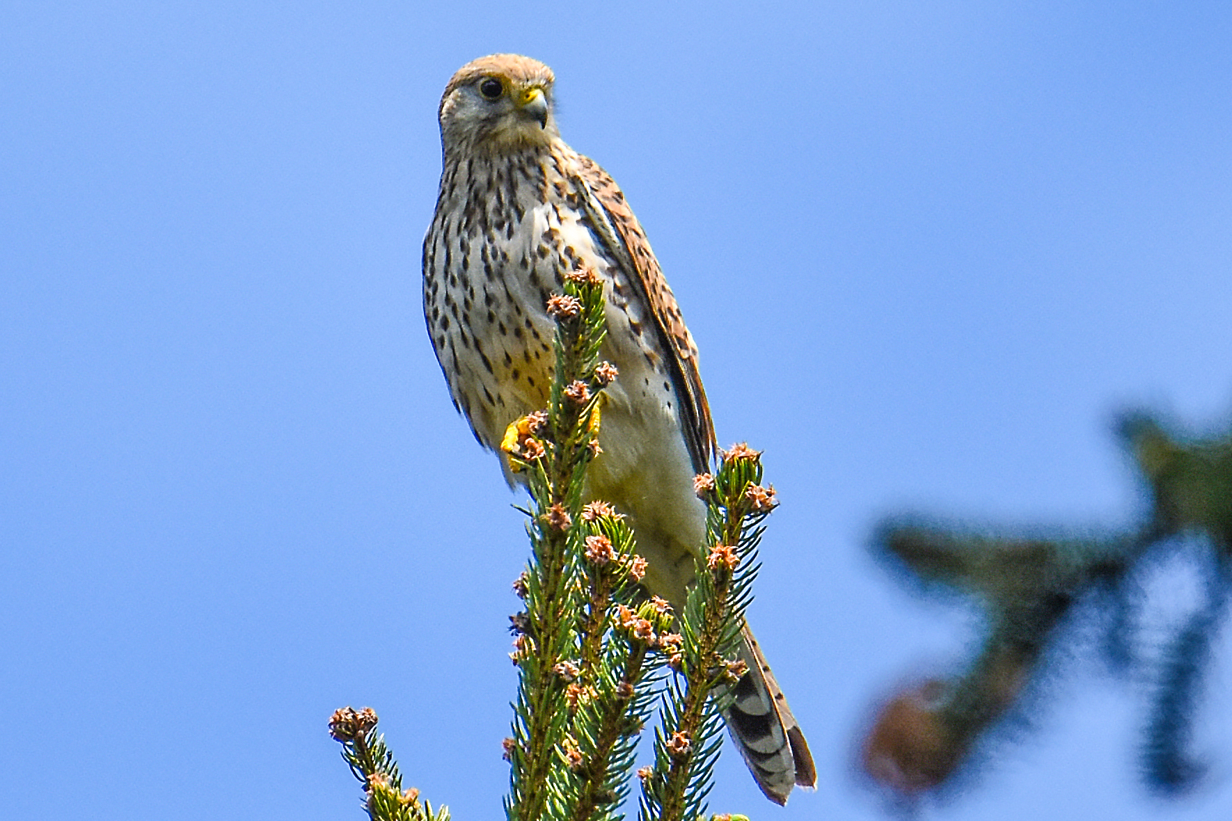 Kestrel