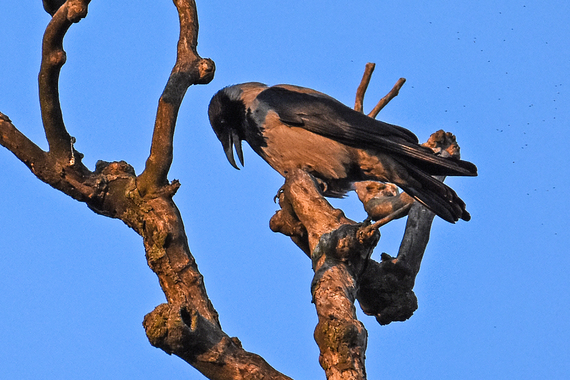 CROW