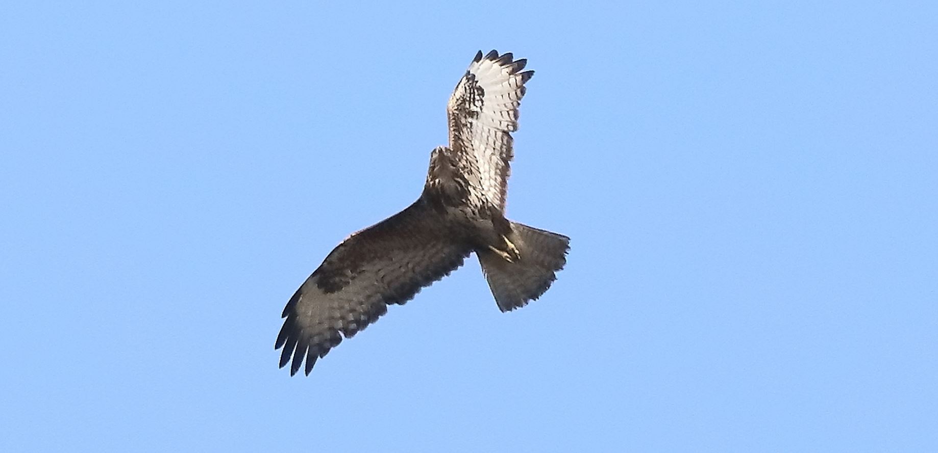 buzzard 10-03-2022