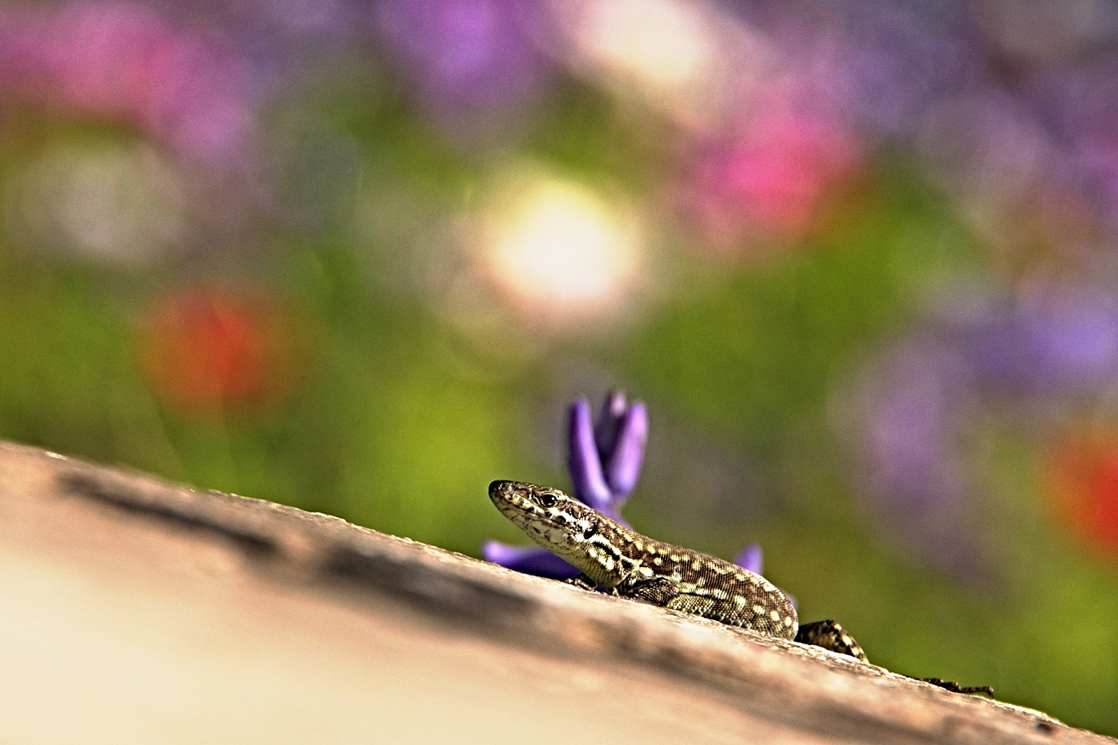 Bokeh