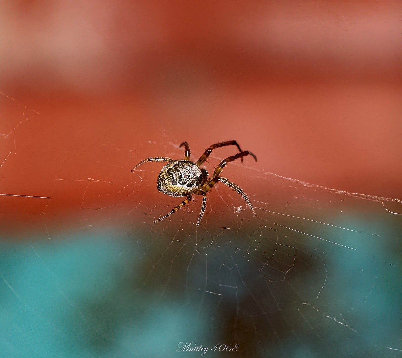Spider