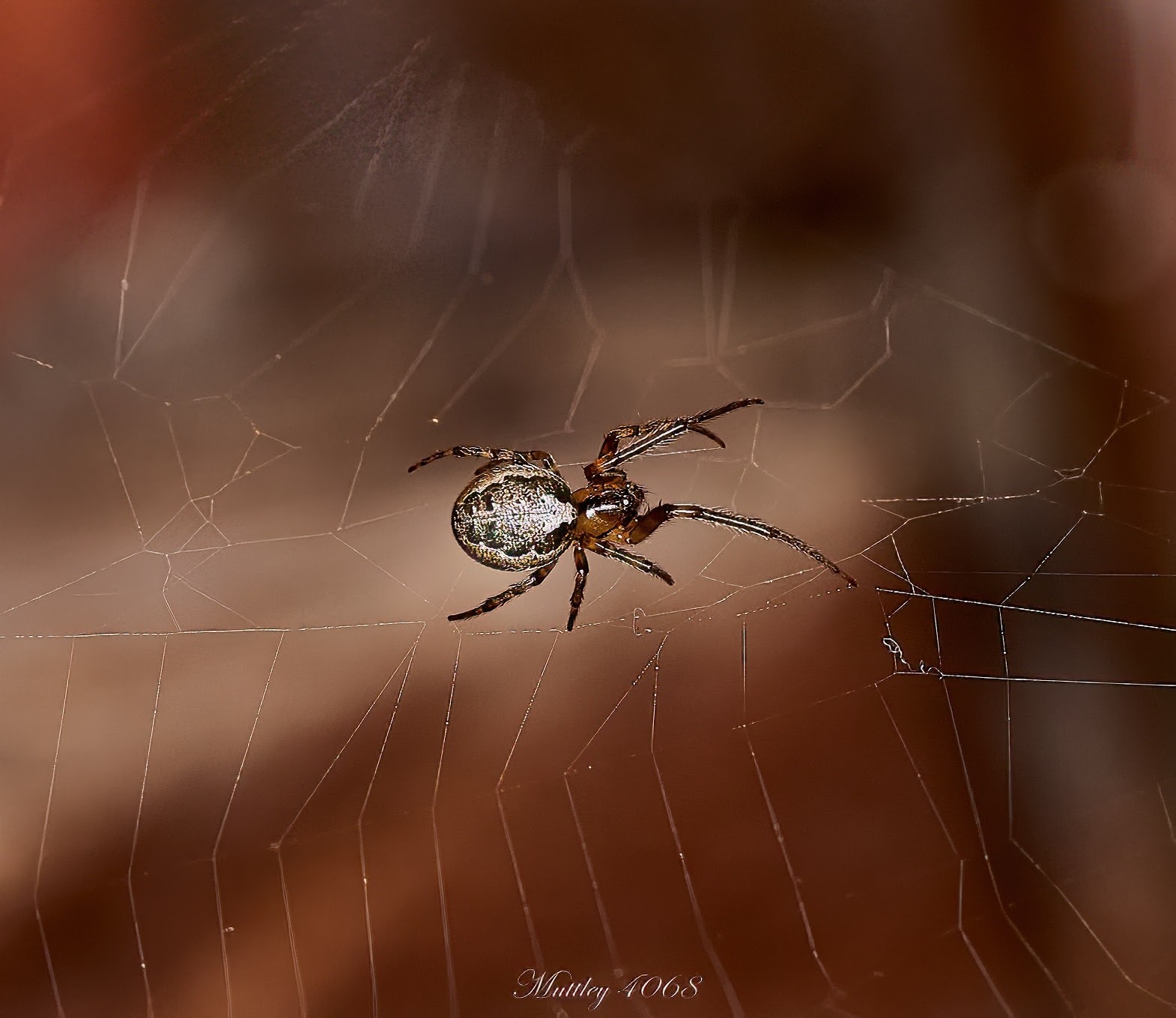 Spider