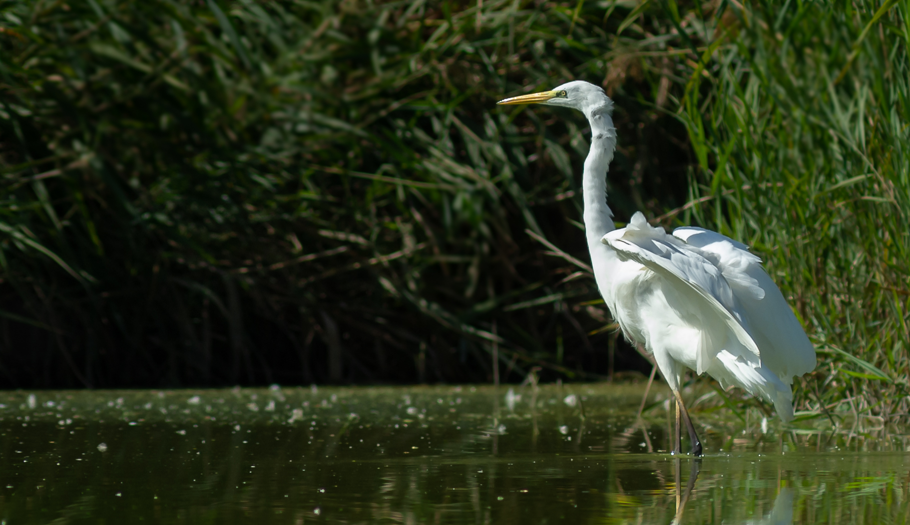 Airone bianco maggiore