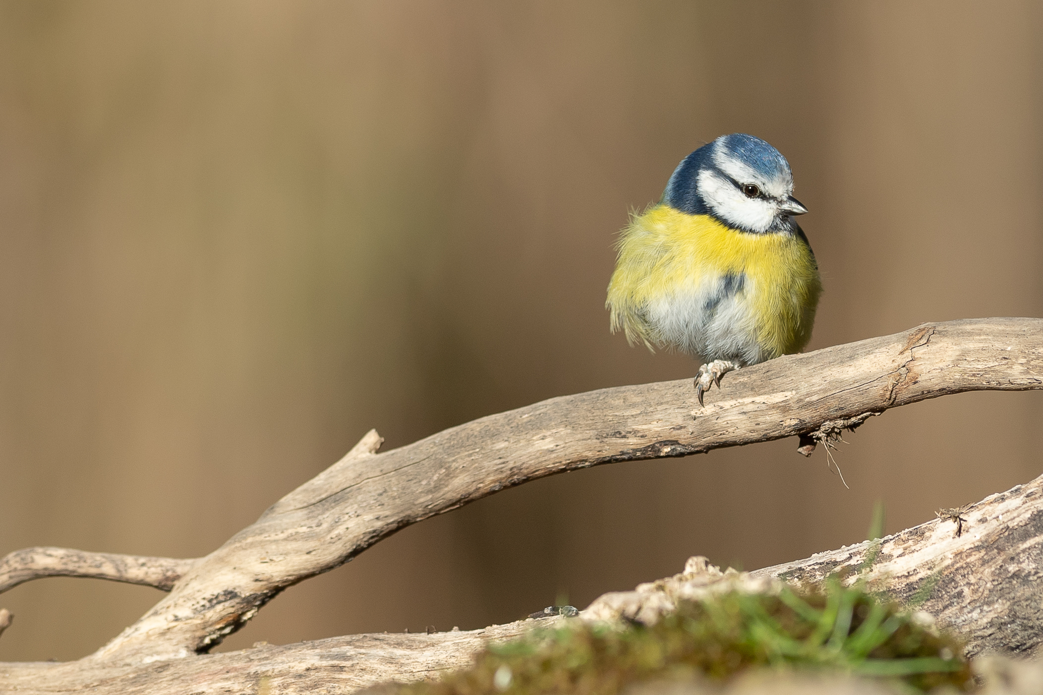 Cinciarella "batuffolo"