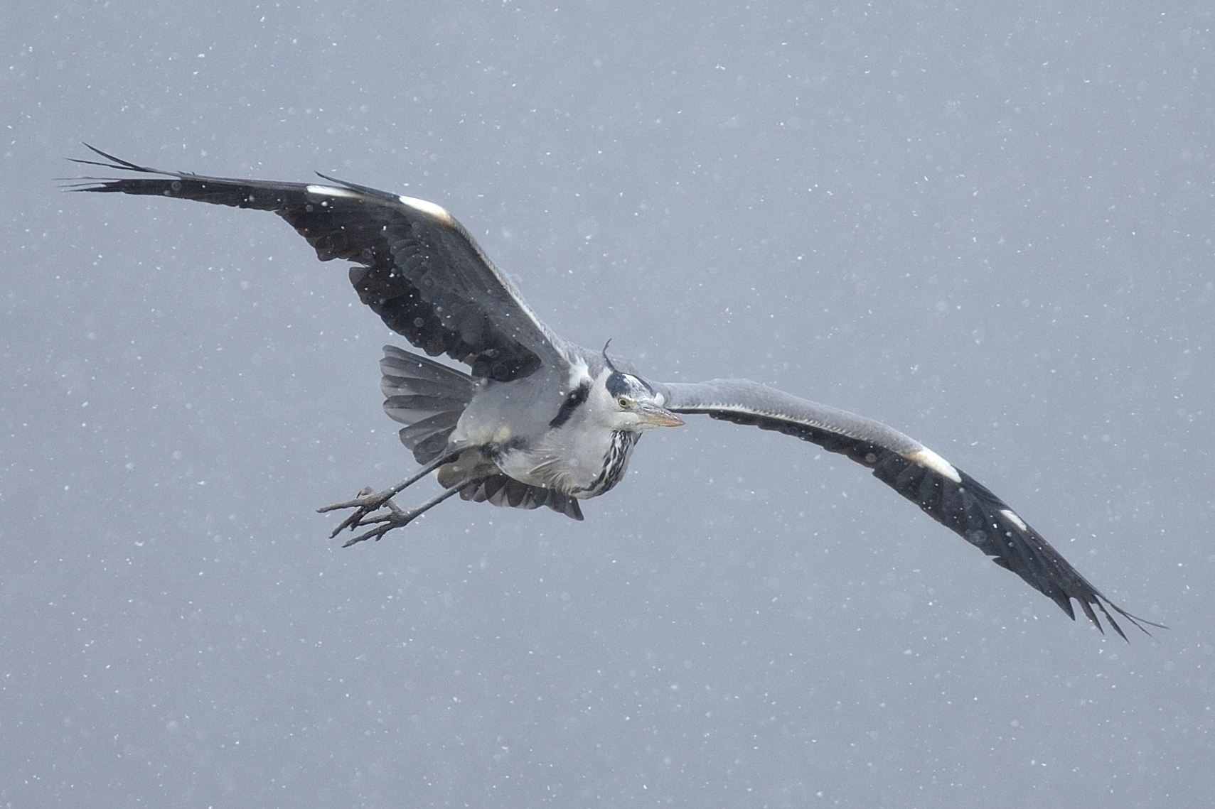 Airone cenerino sotto la neve