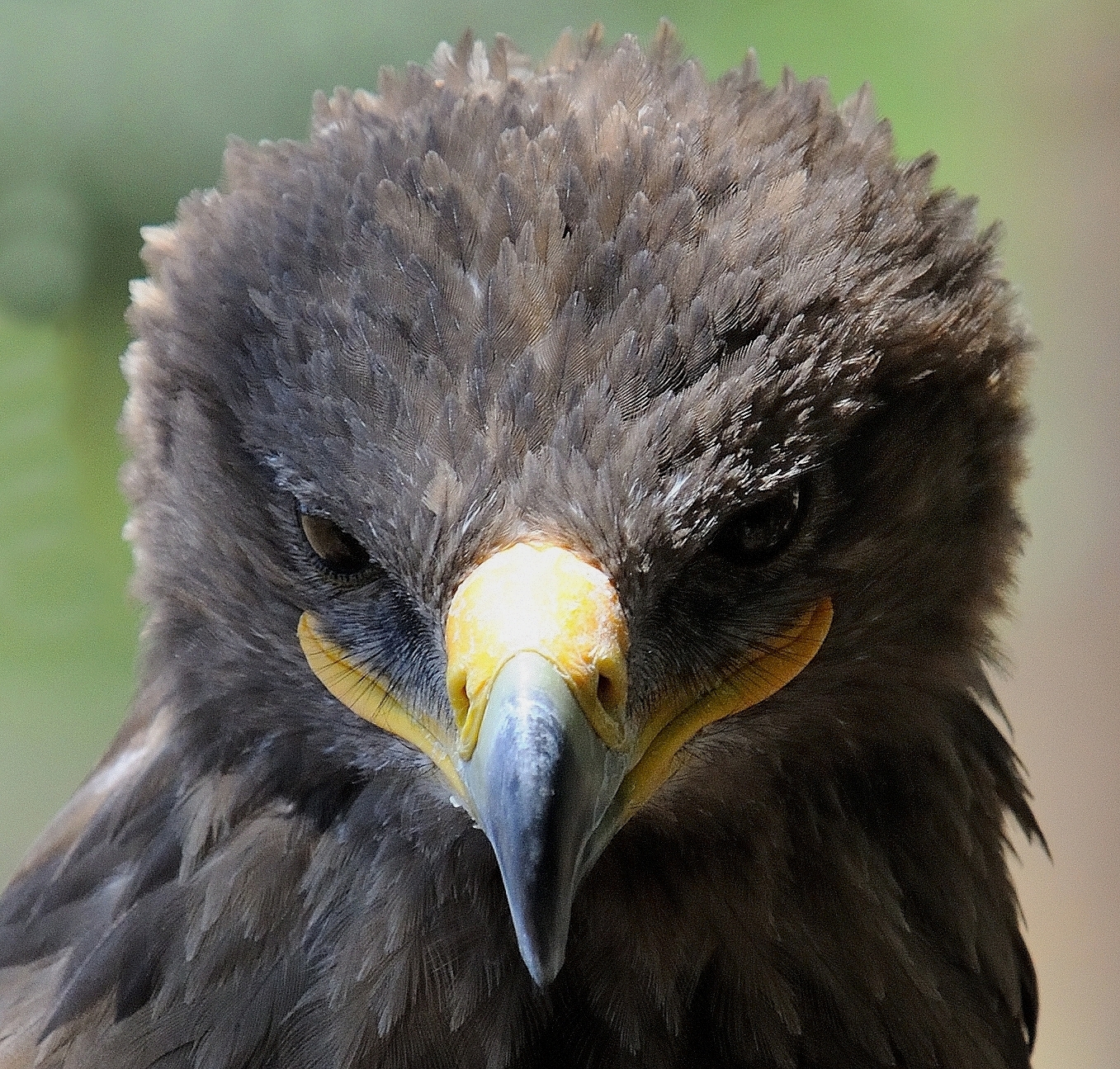 Occhio, se la foto non mi piace sono affari tuoi !!!