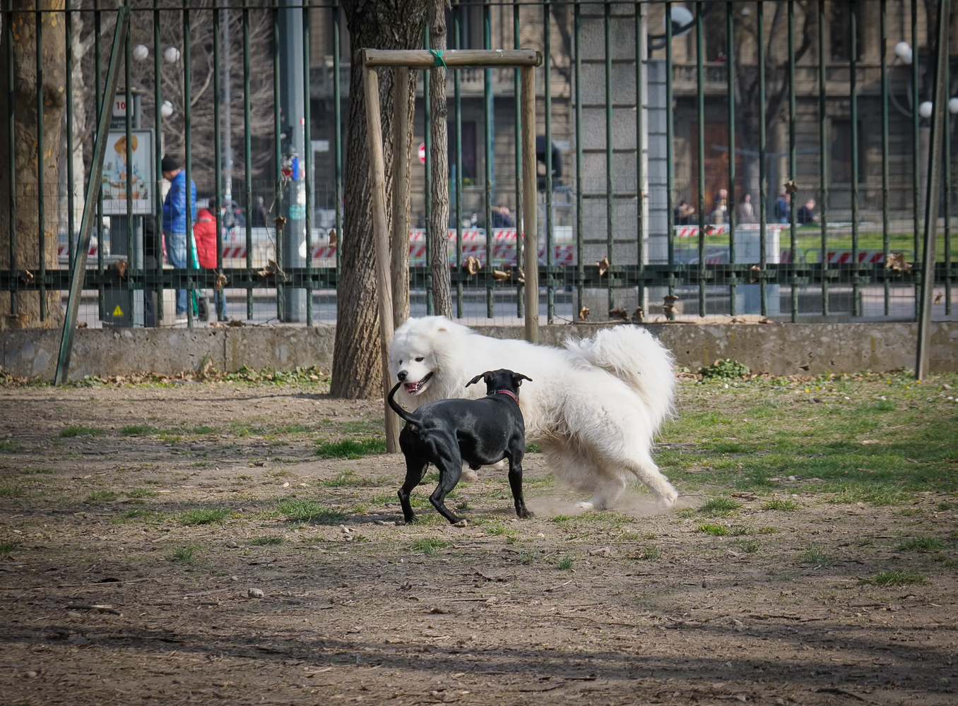 cani