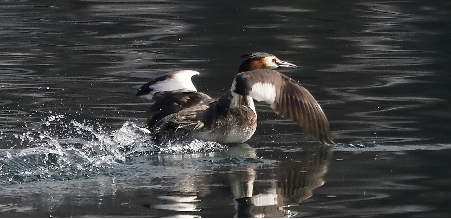 grebe 14-03-2022