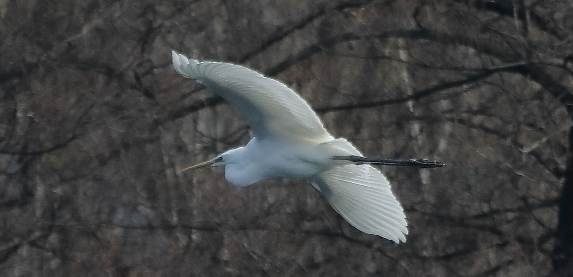 major white 14-03-2022