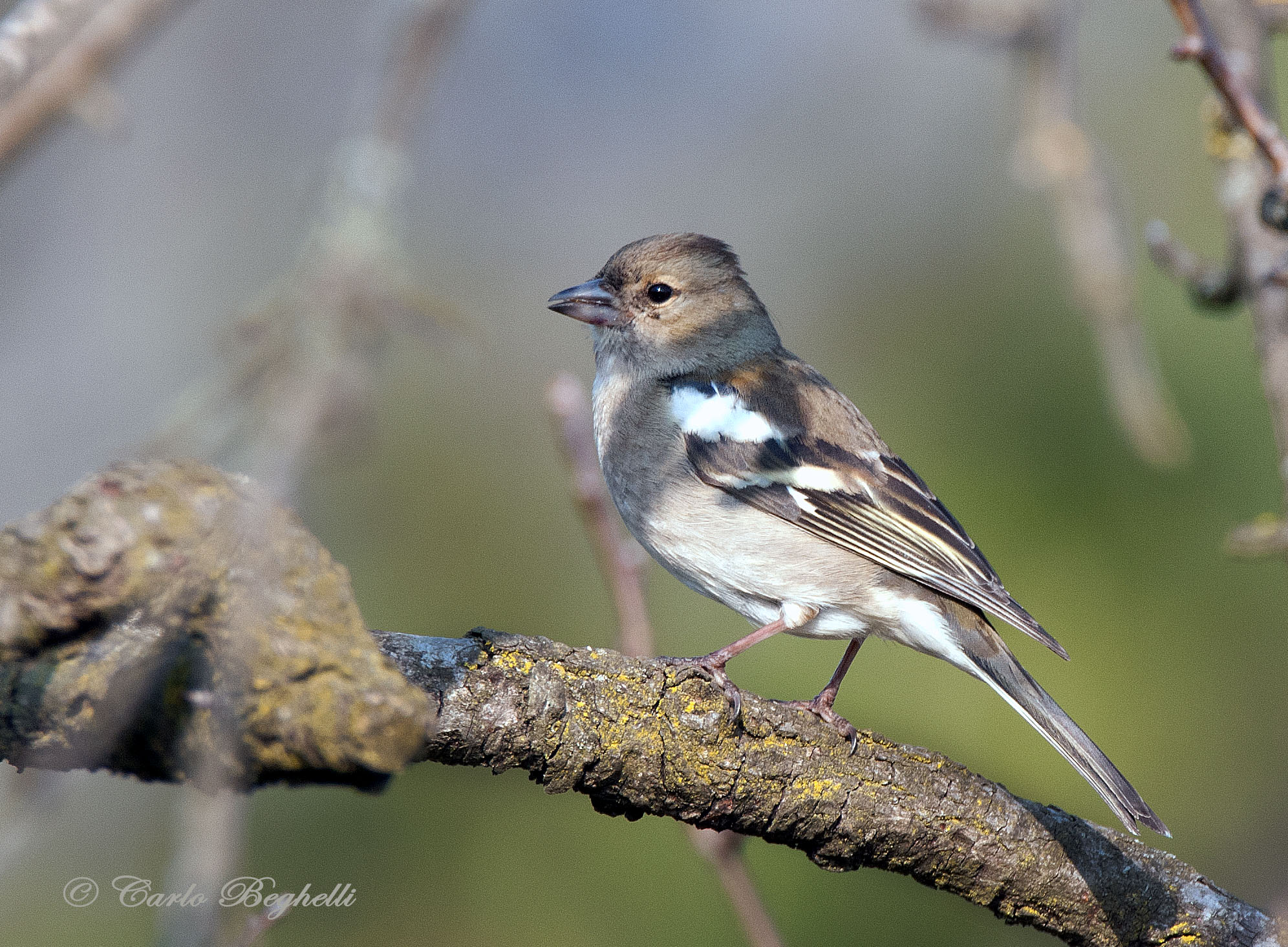 Chaffinch