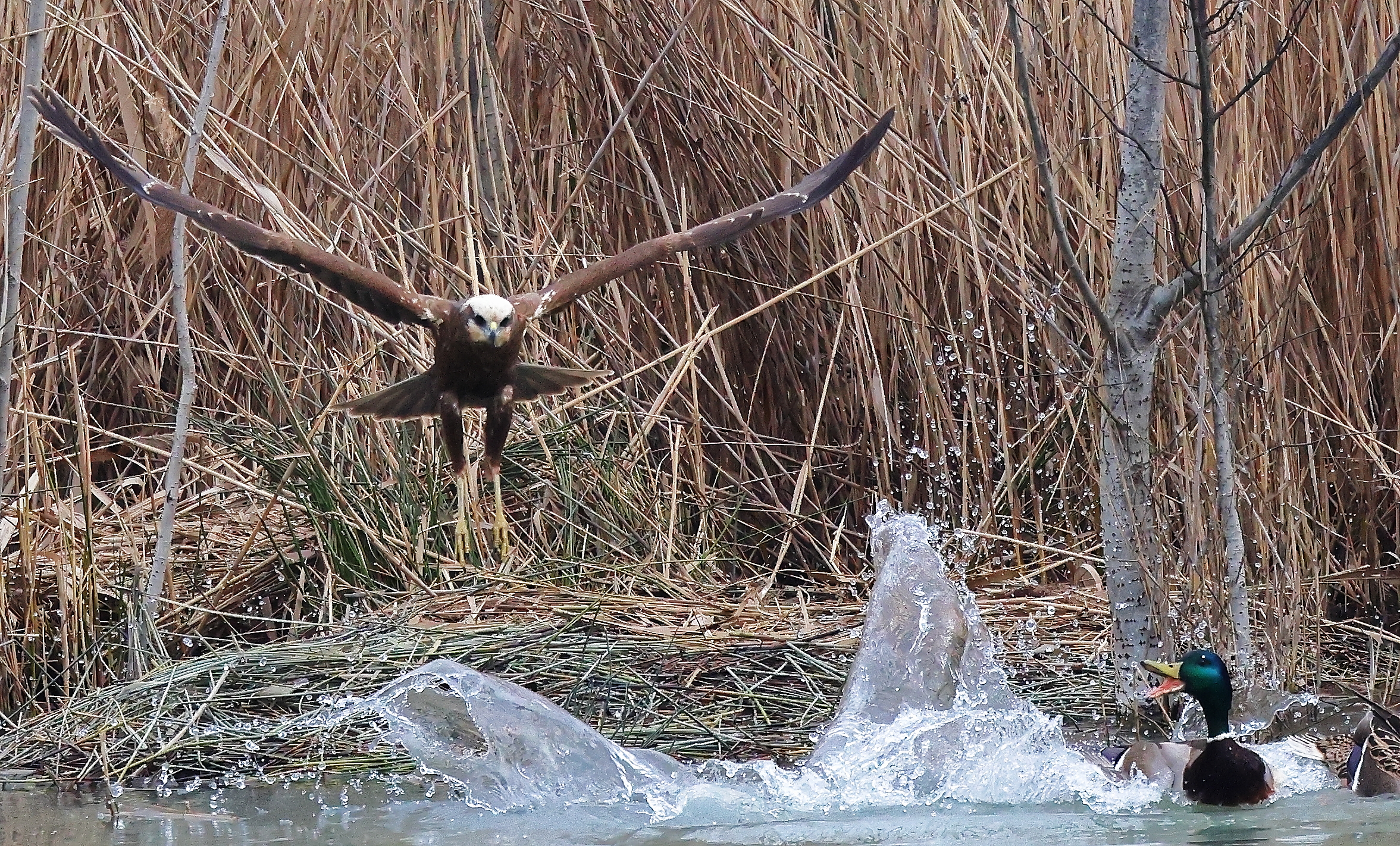 Marsh falcon on the hunt.