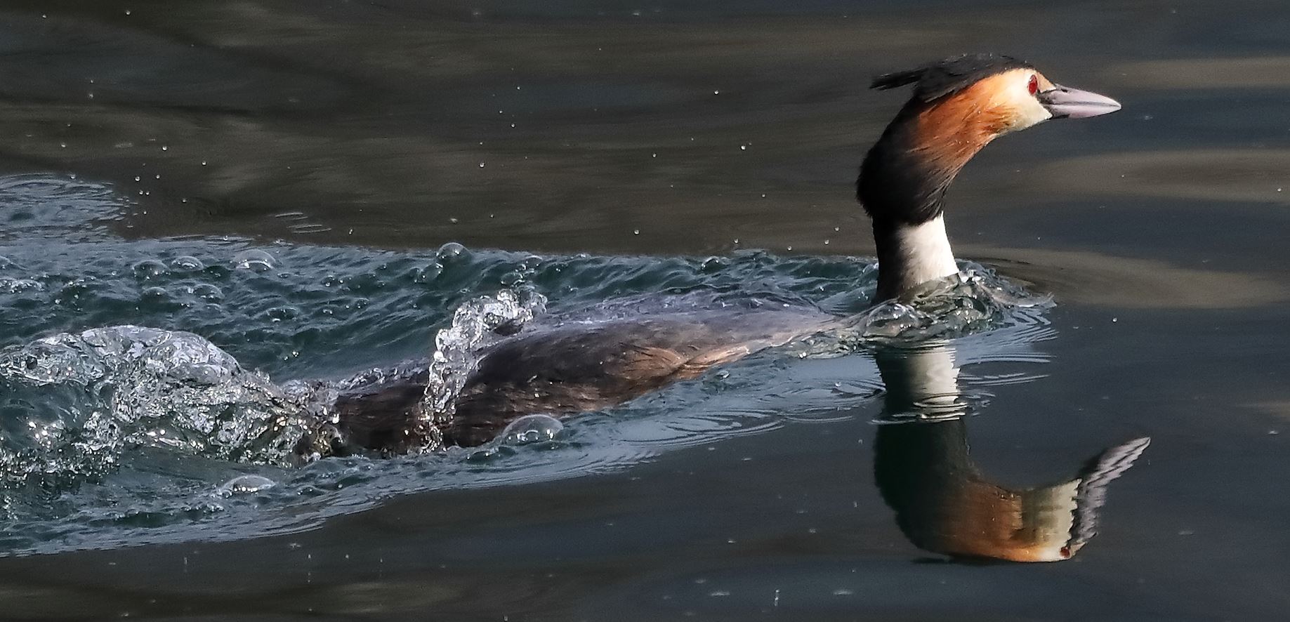 grebe 14-03-2020